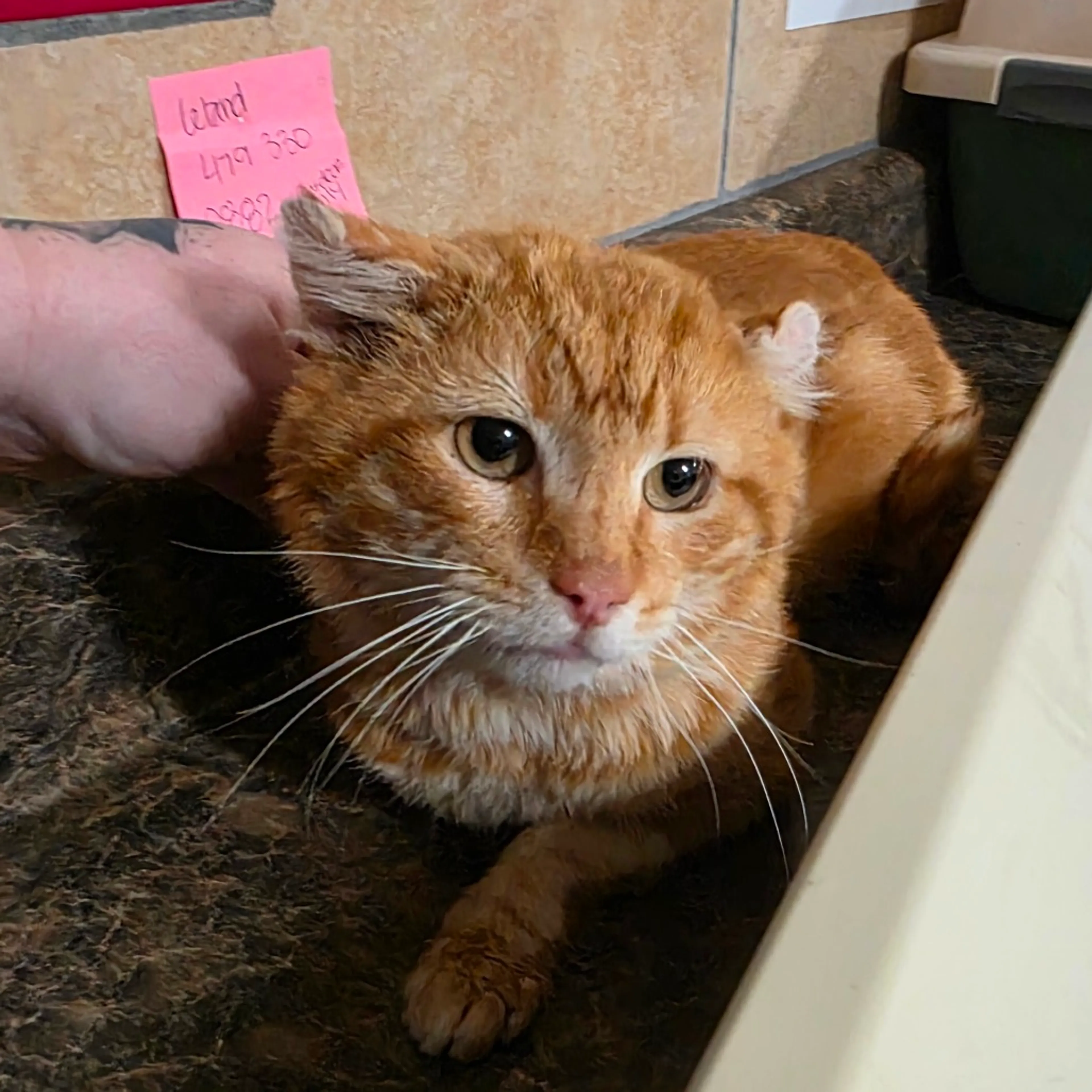 Found pet-1