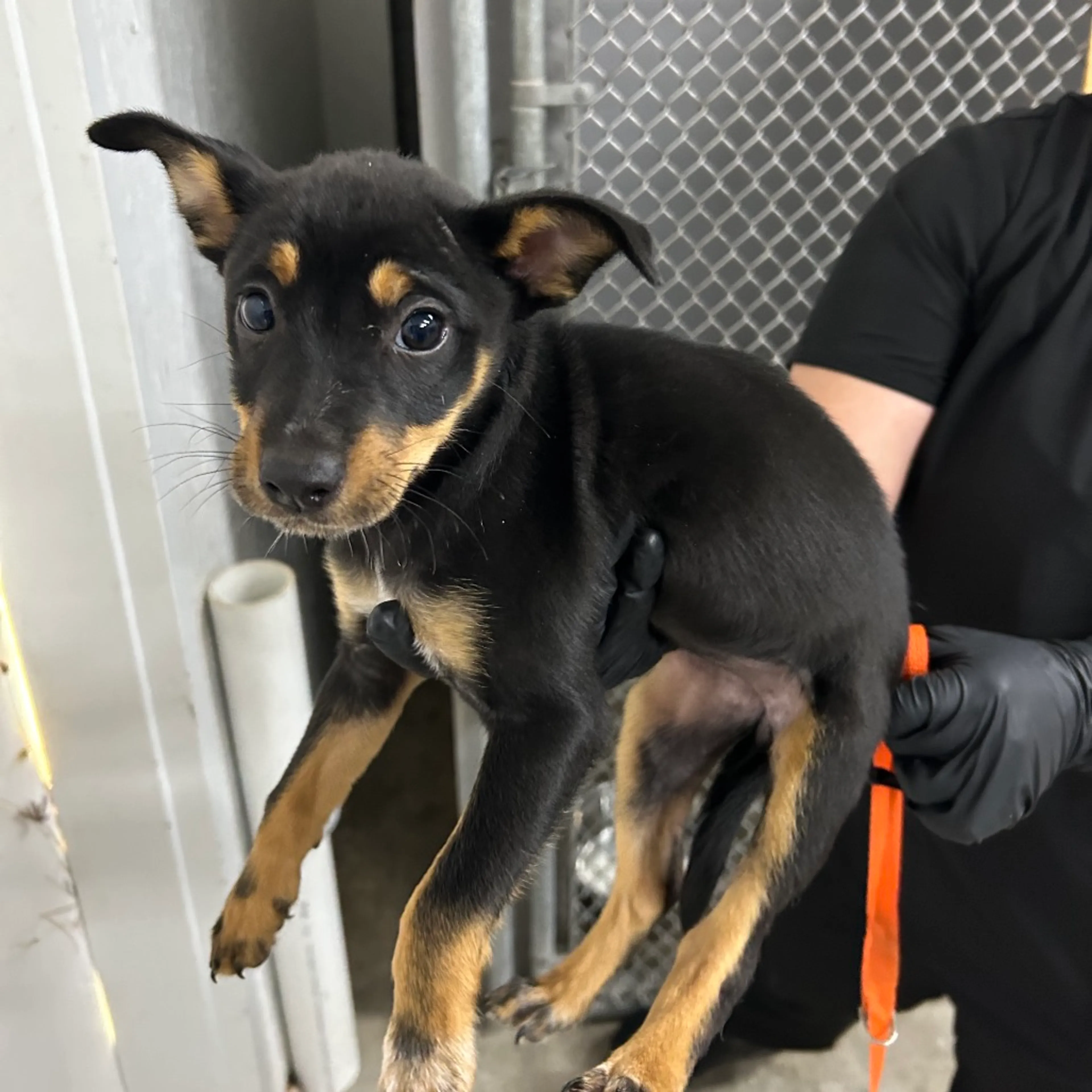 Found pet