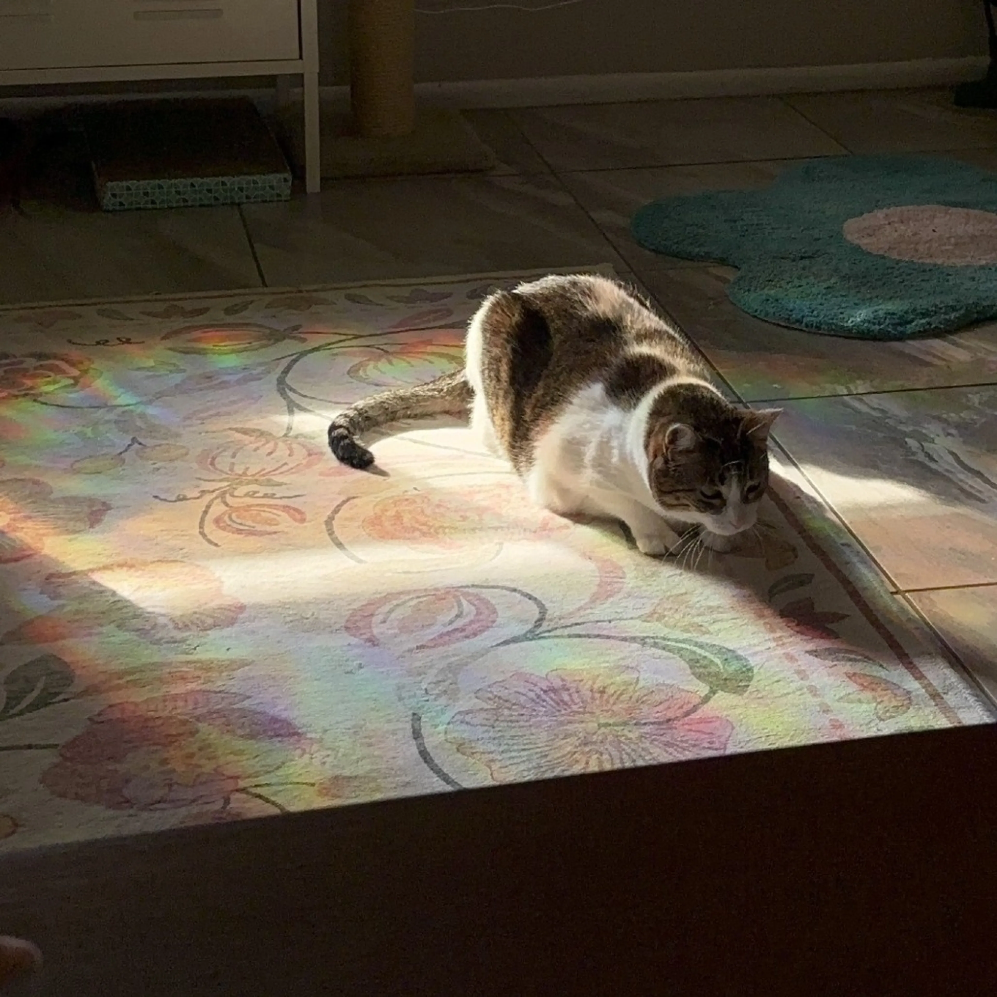 Found pet-5