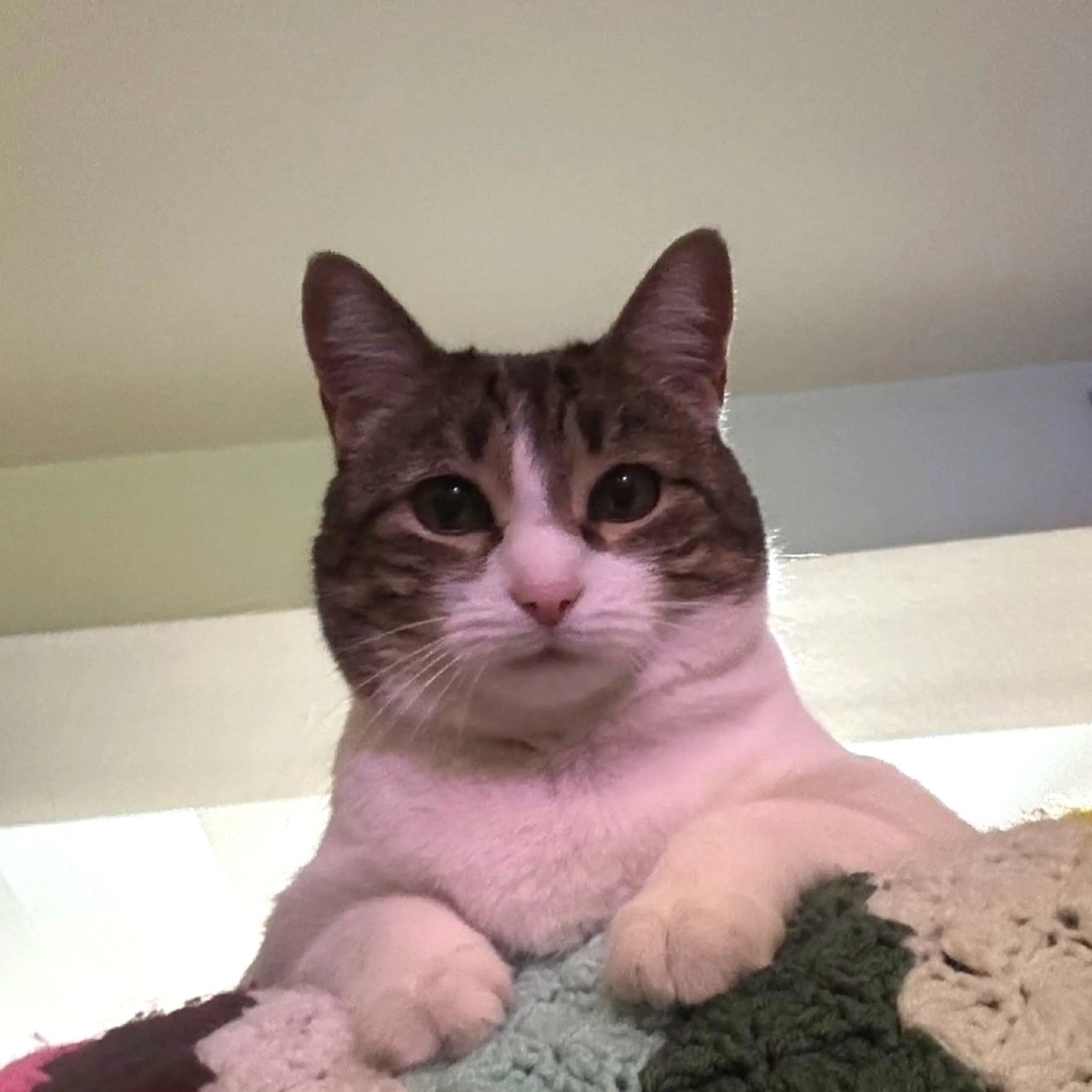 Found pet-9