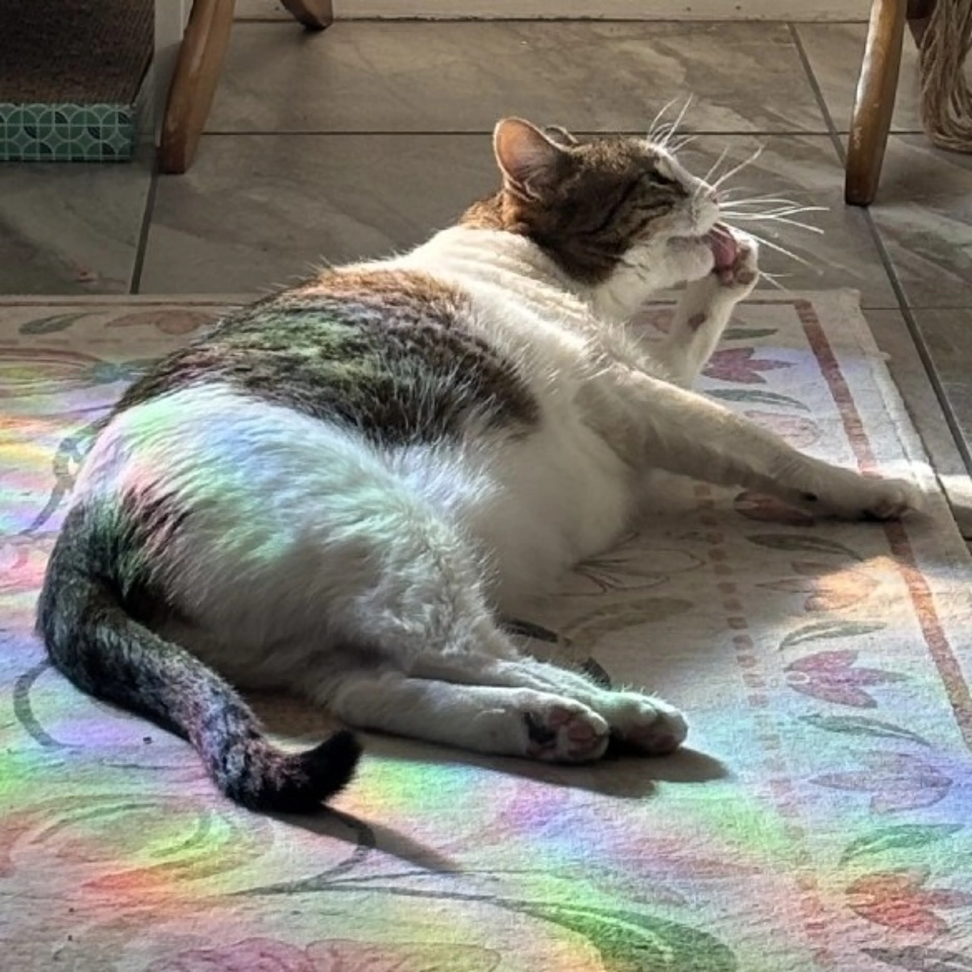 Found pet-6