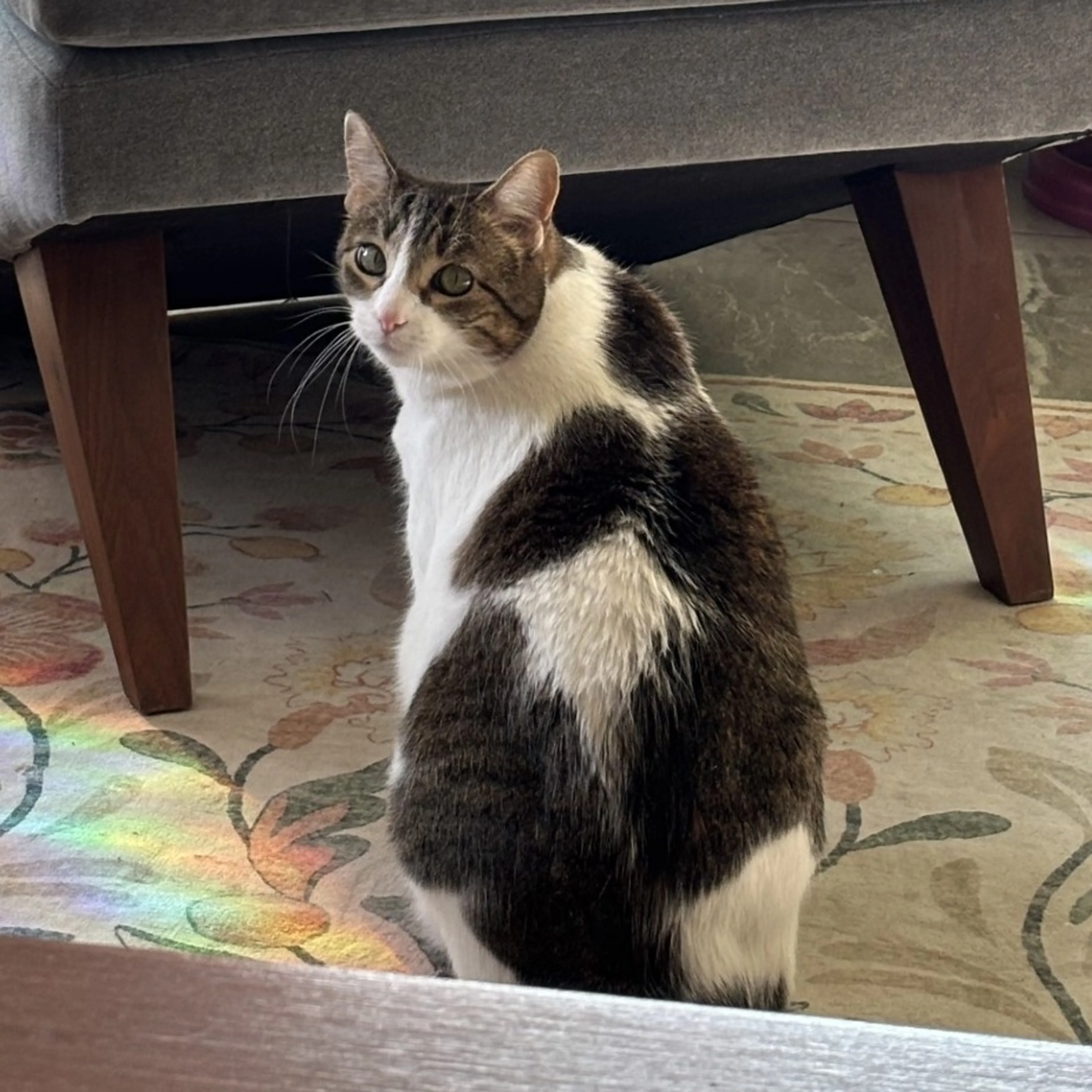 Found pet-4