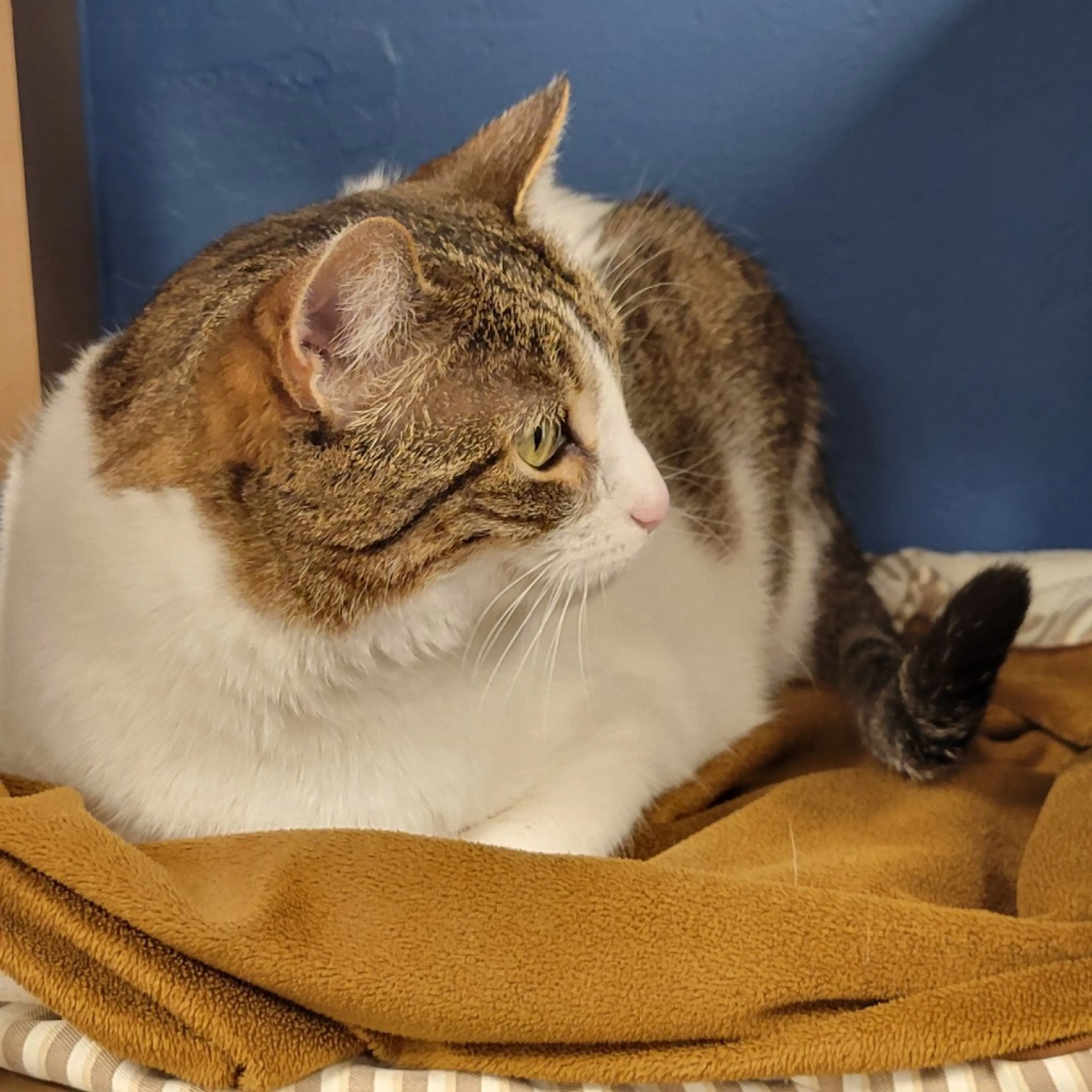 Found pet-11