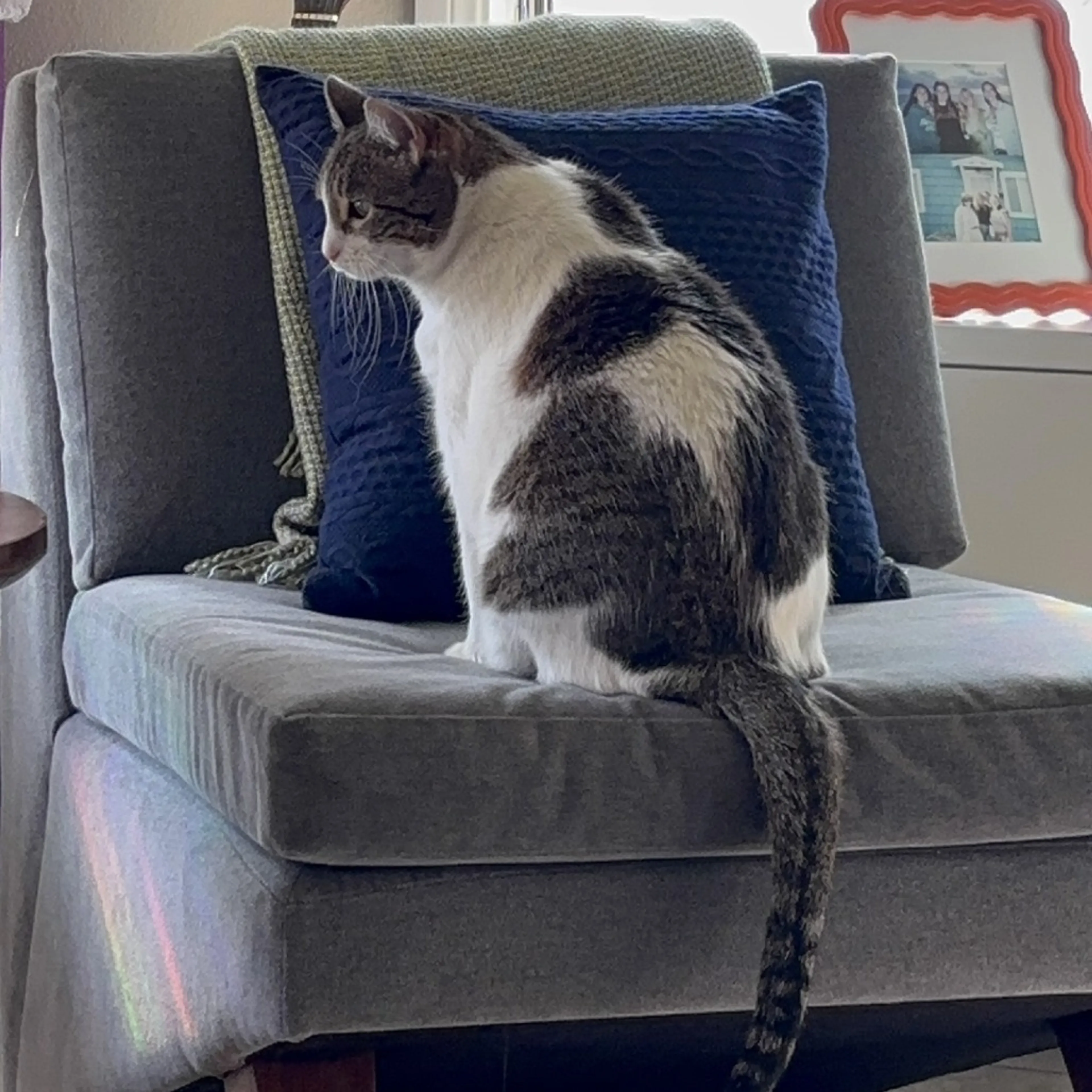 Found pet-3