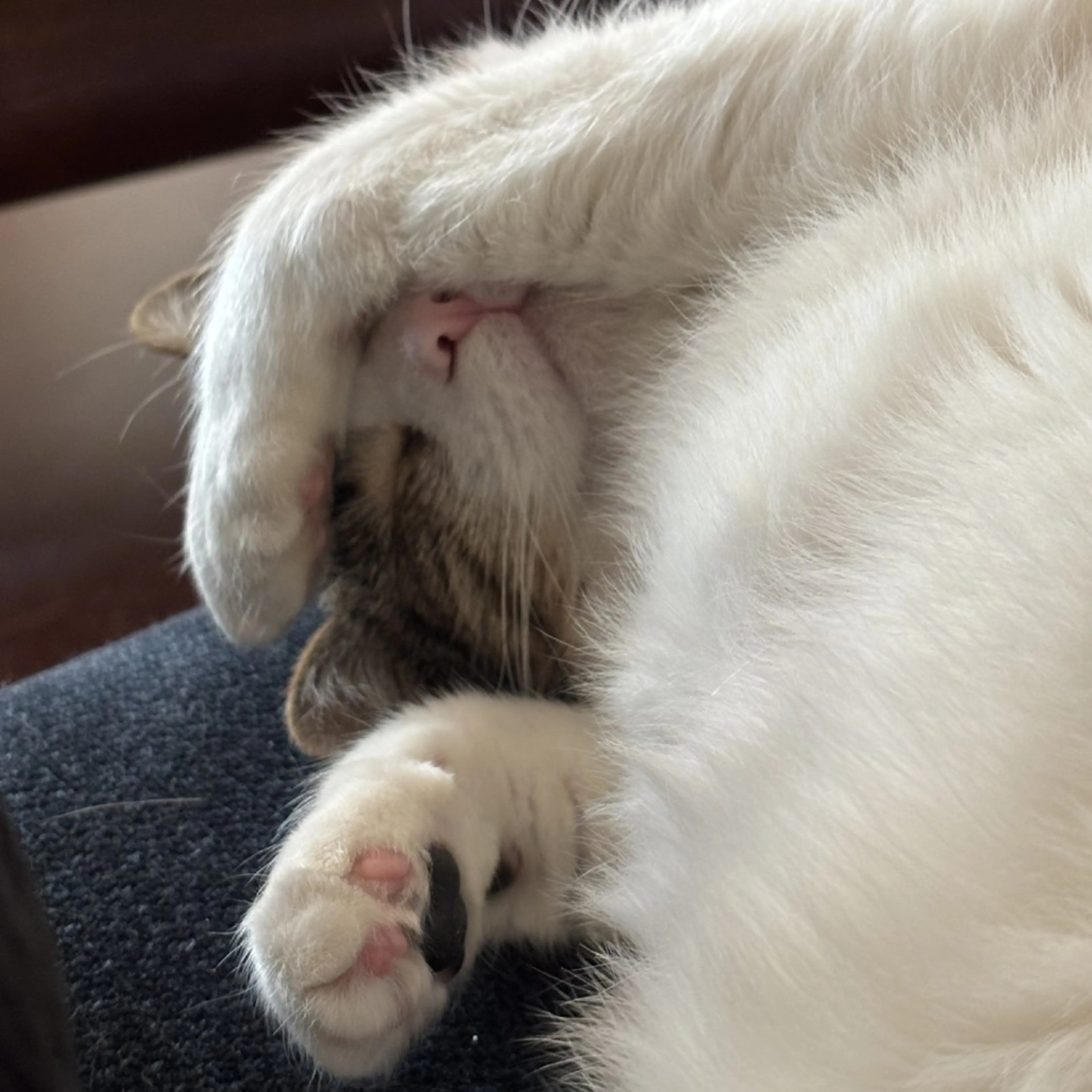 Found pet-8