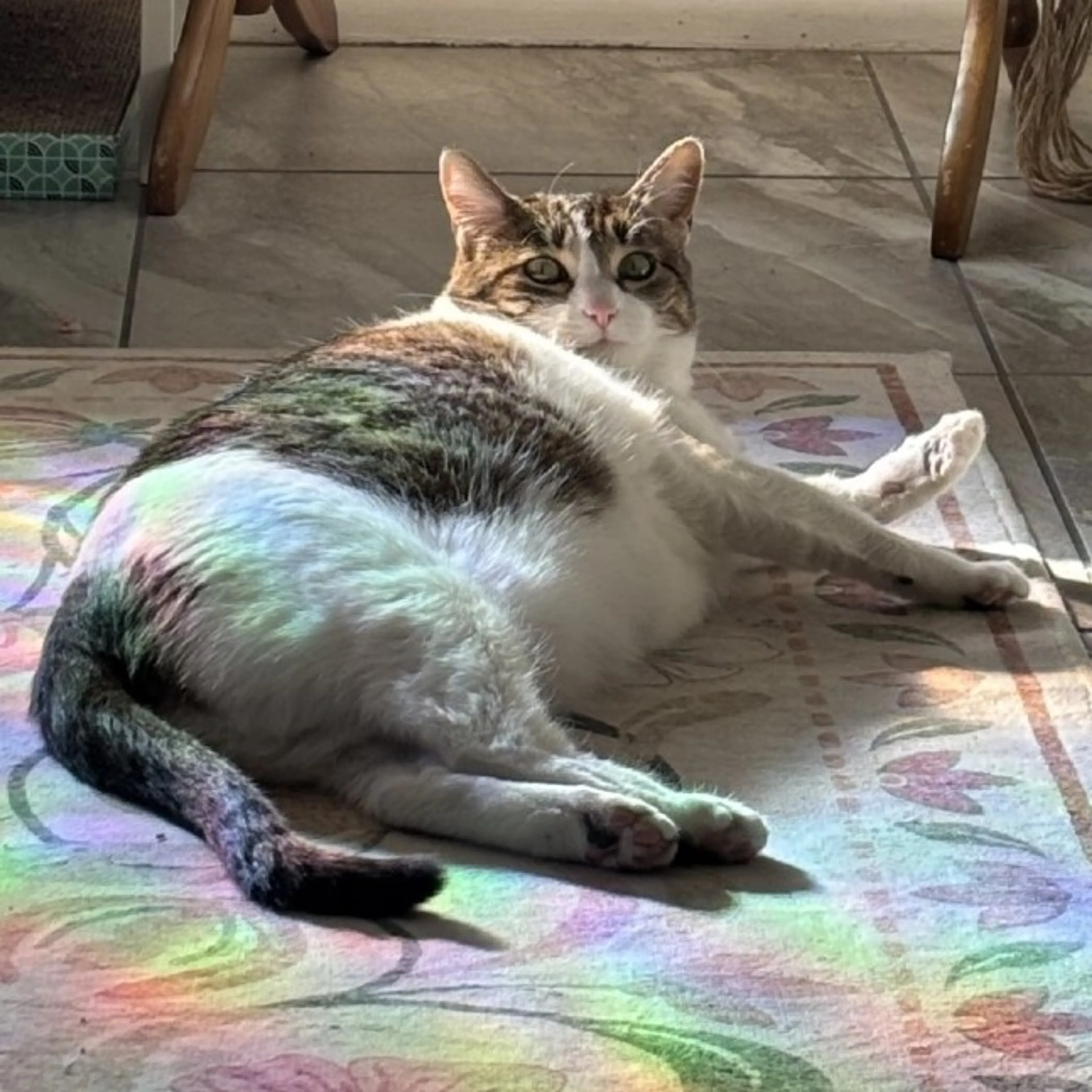 Found pet-7