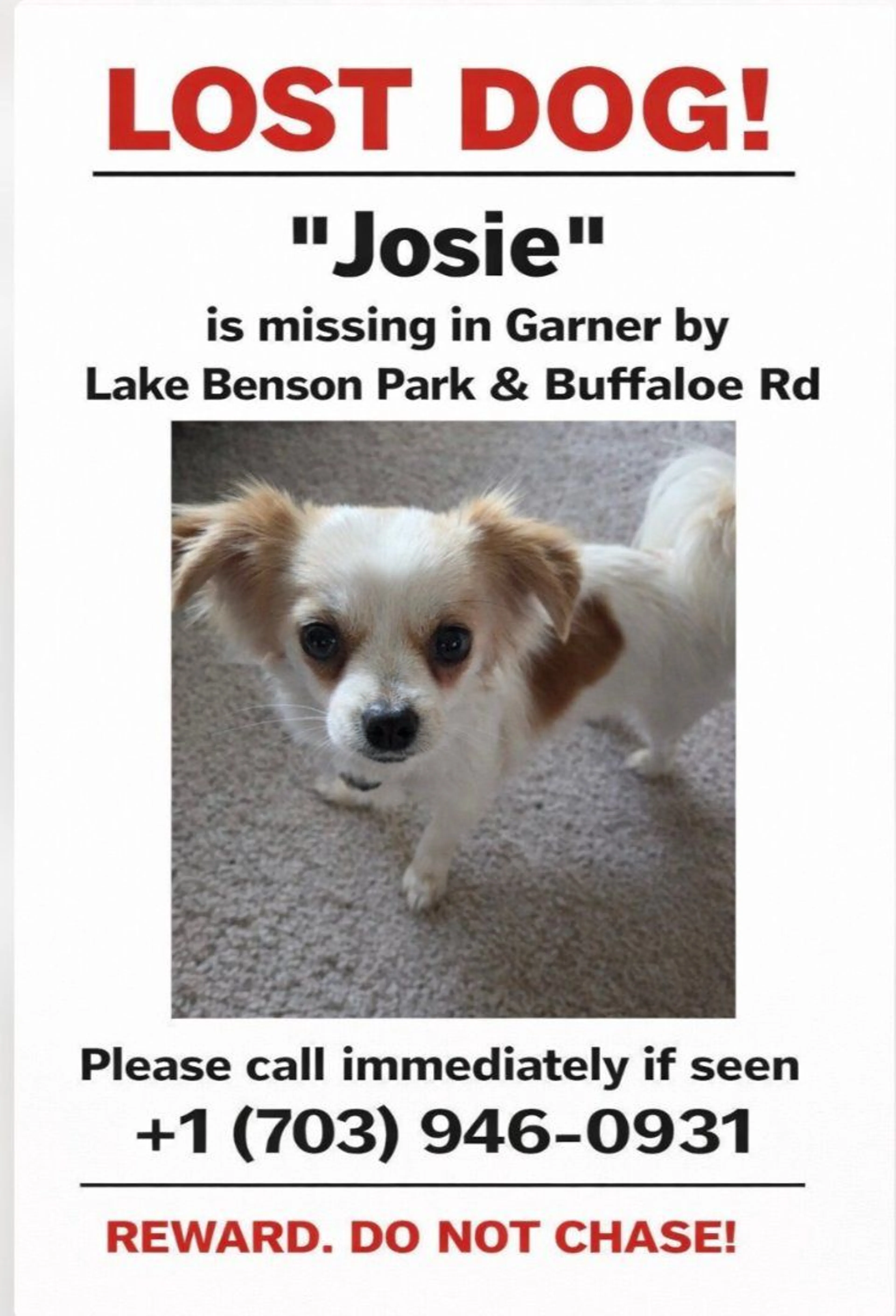 Lost pet