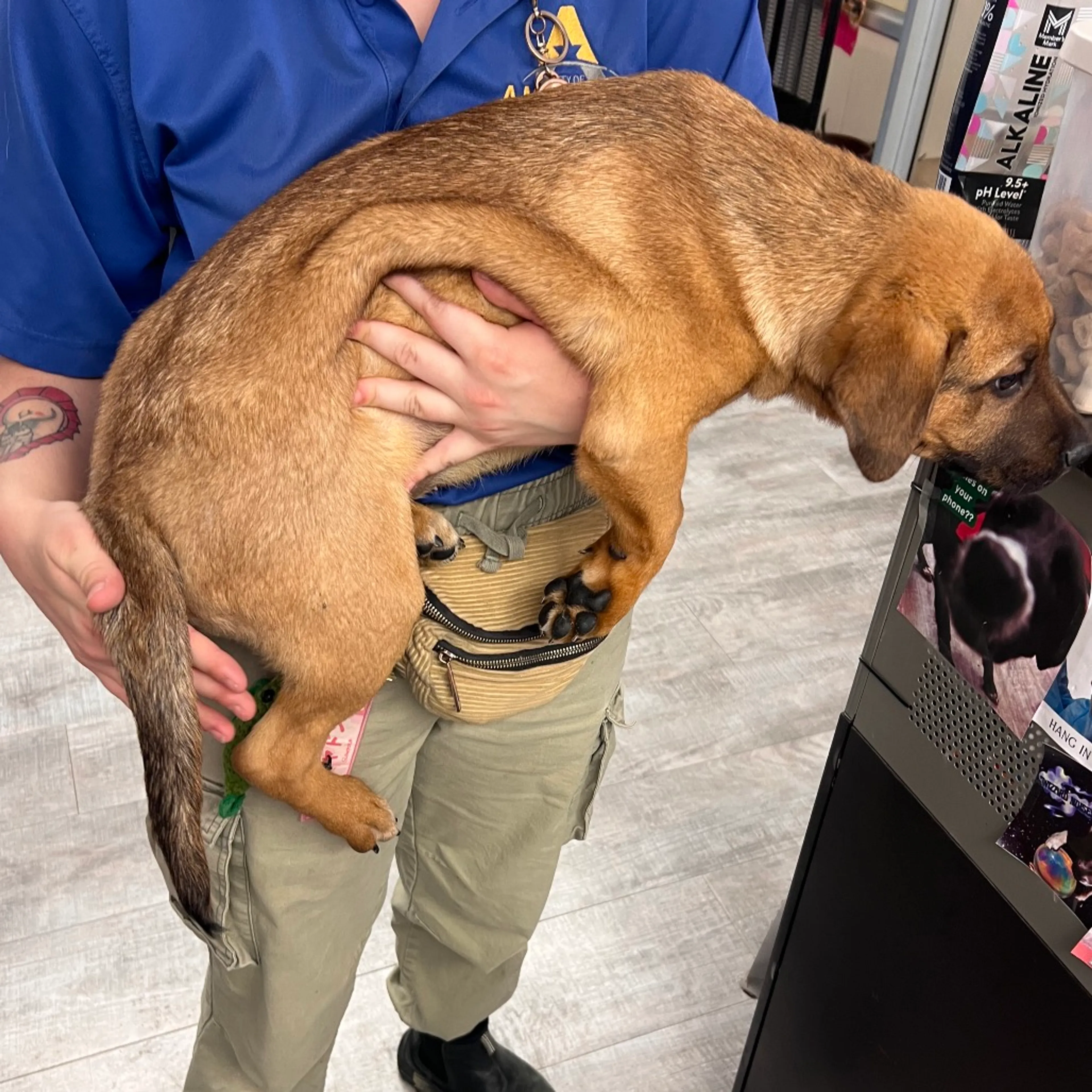 Found pet-1
