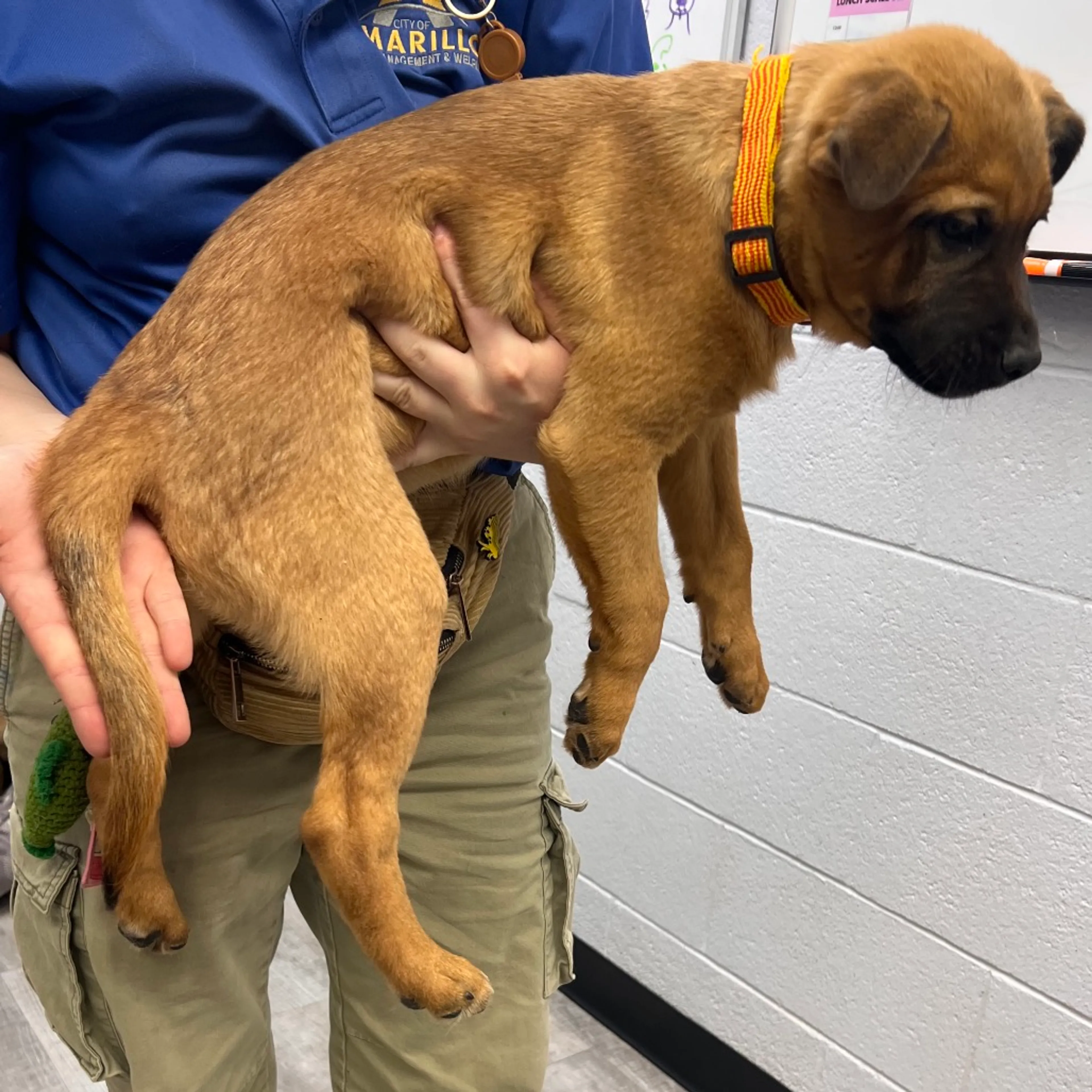 Found pet-1