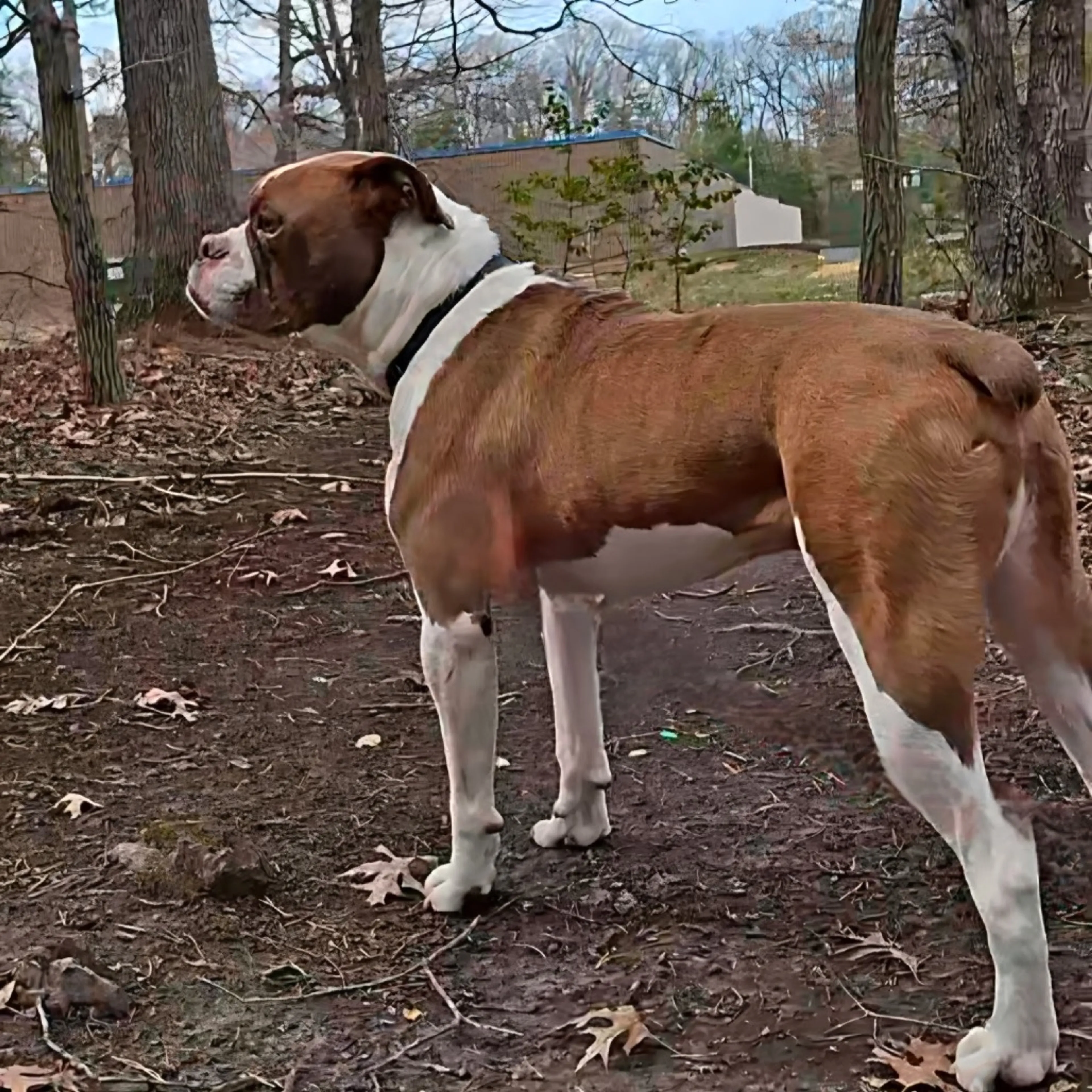Found pet-2