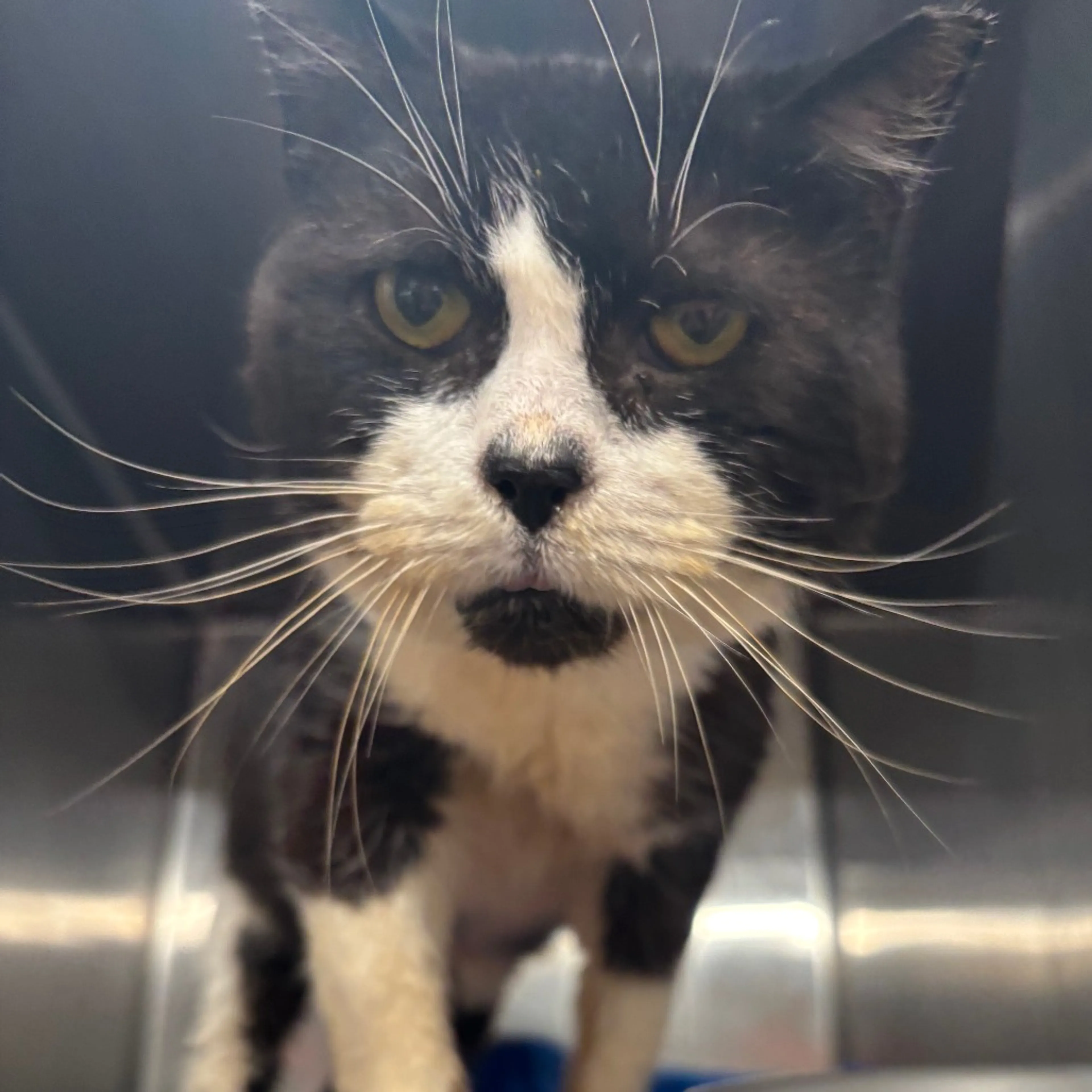 Found pet