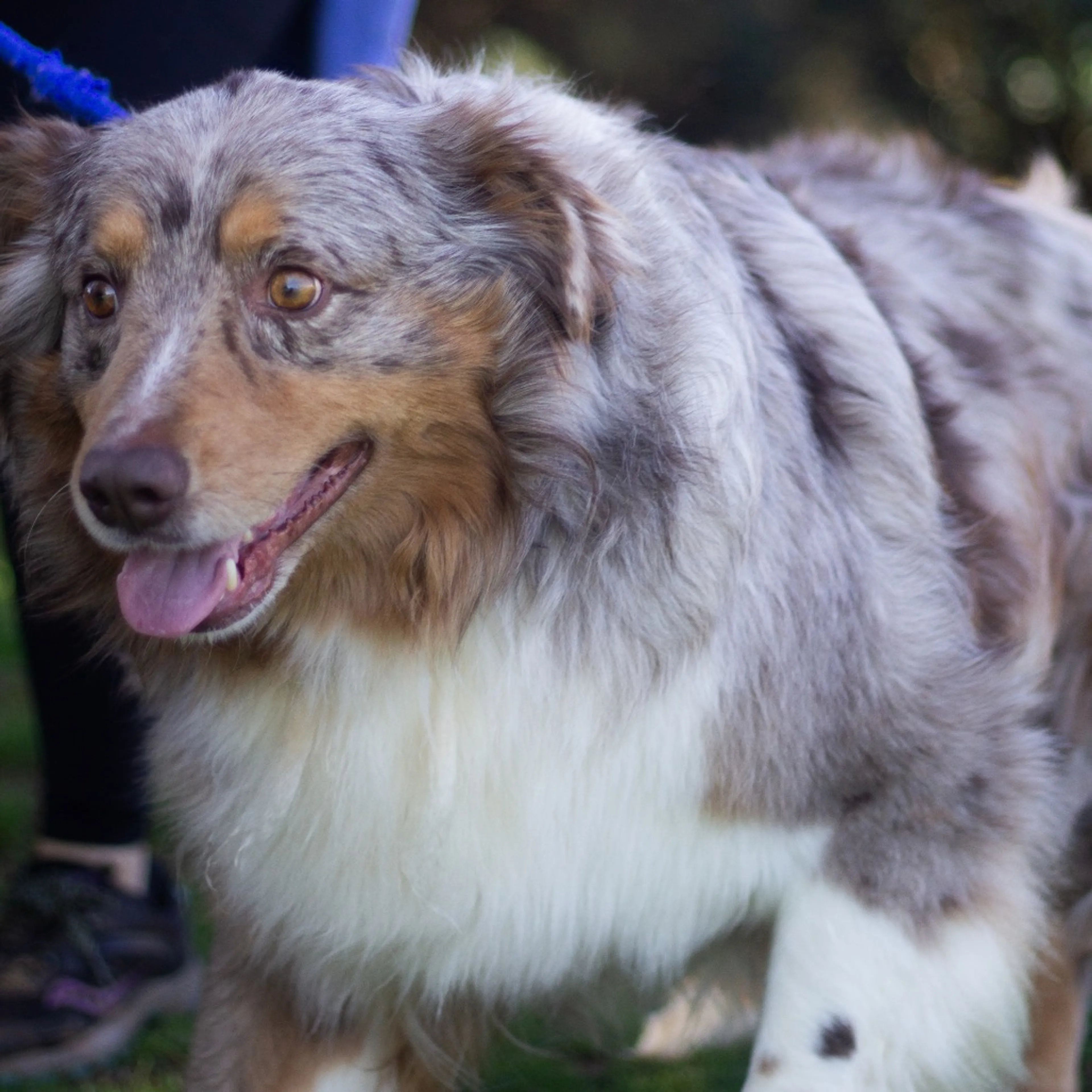Found pet-1