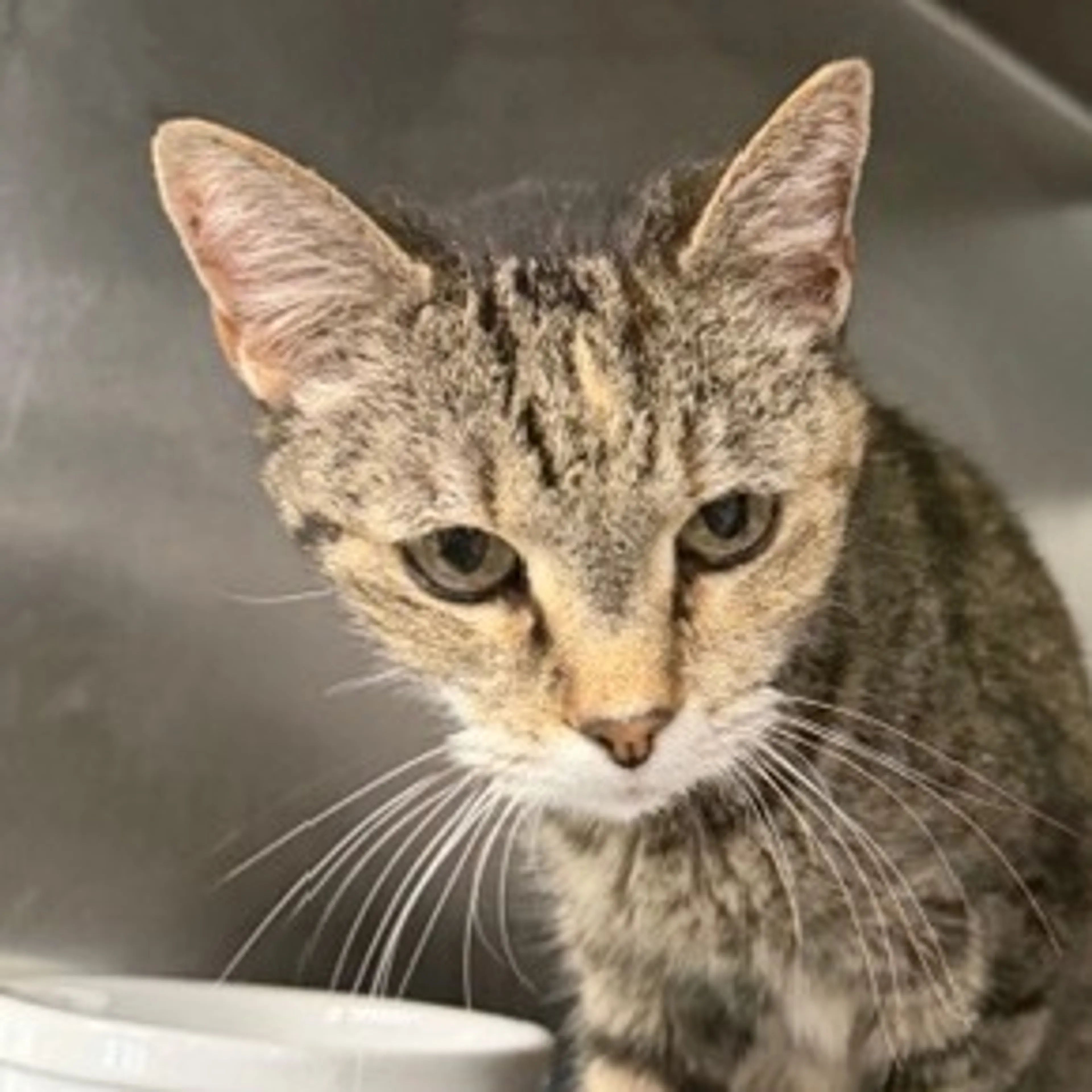 Found pet-1