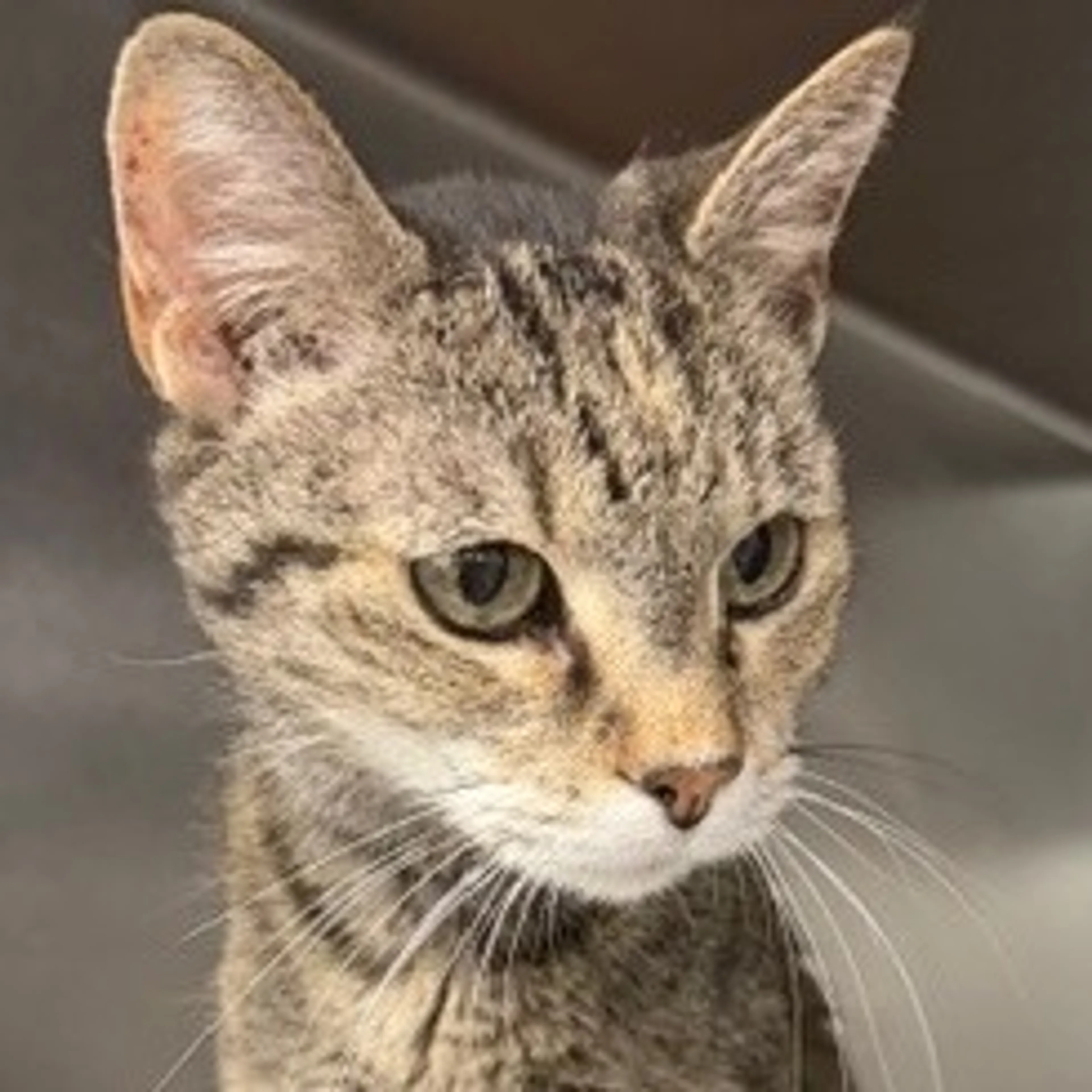 Found pet-2