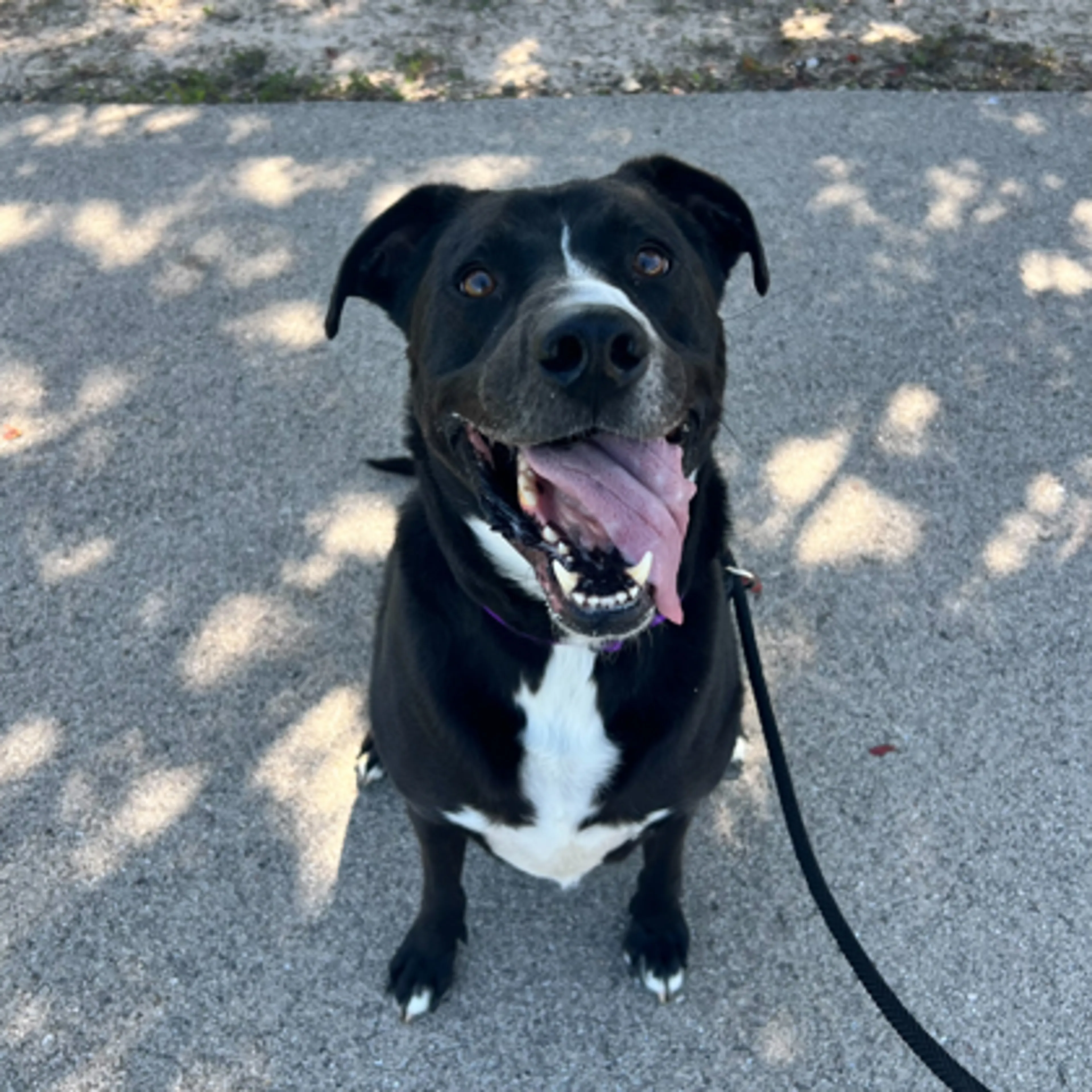Found pet-2
