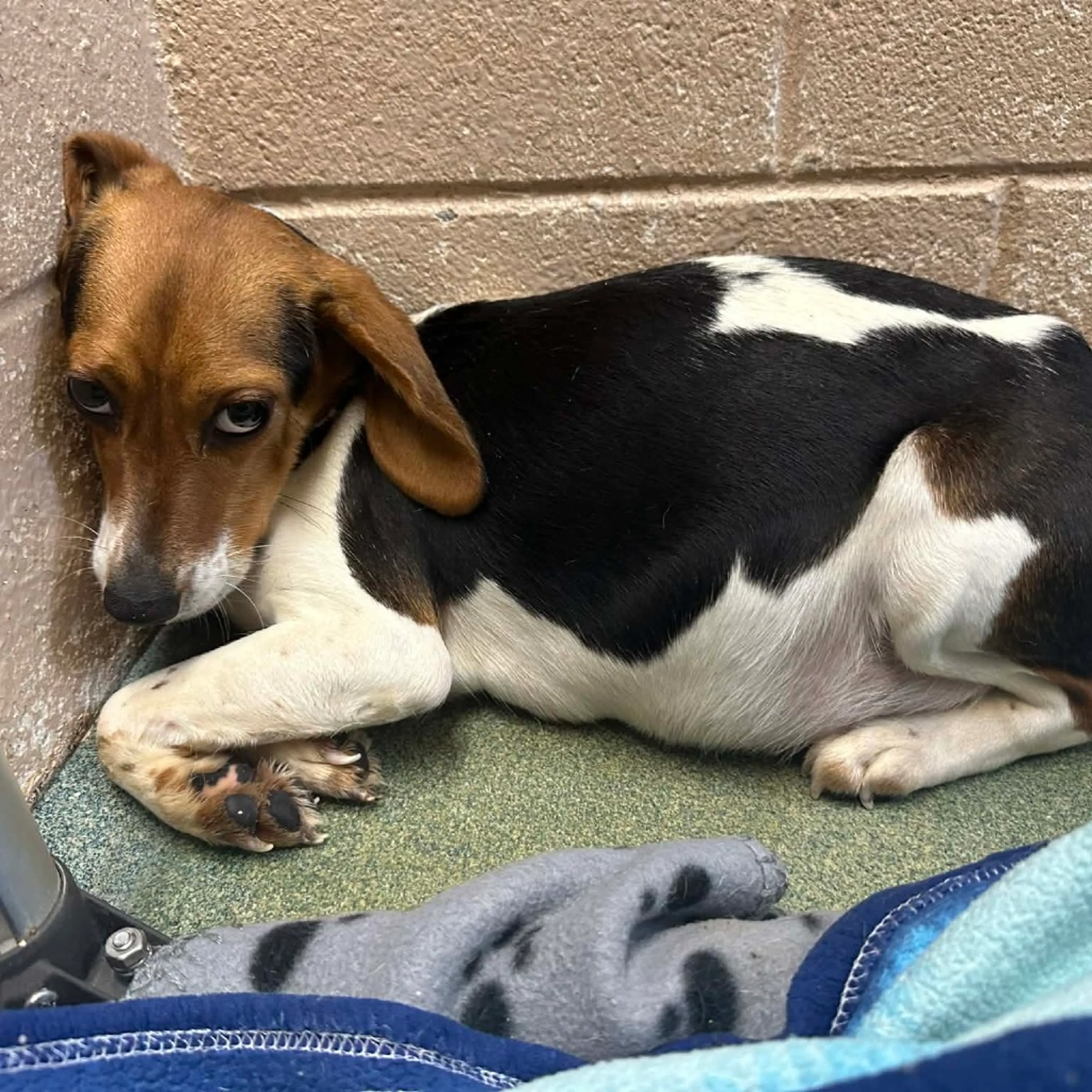 Found pet-1