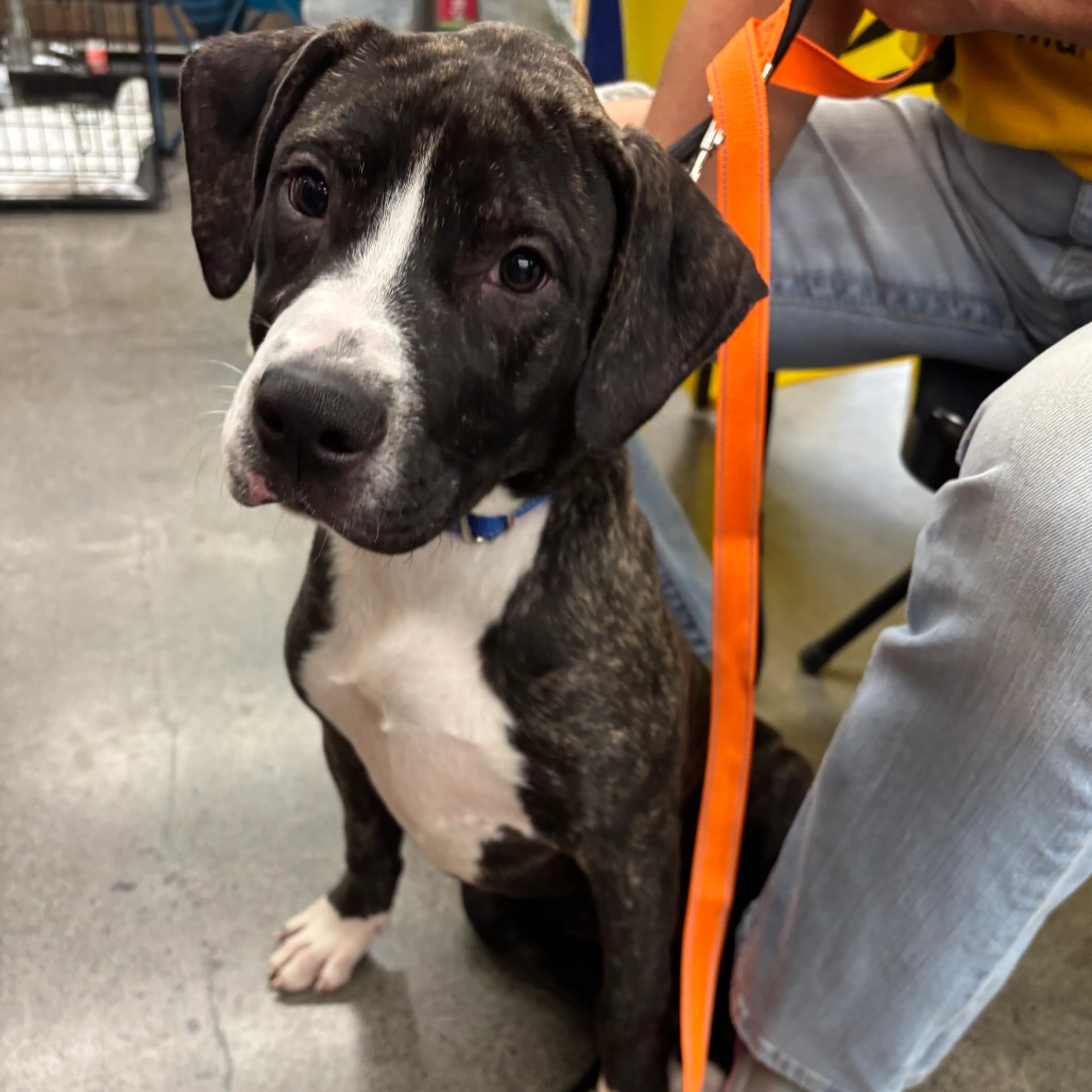 Found pet-3