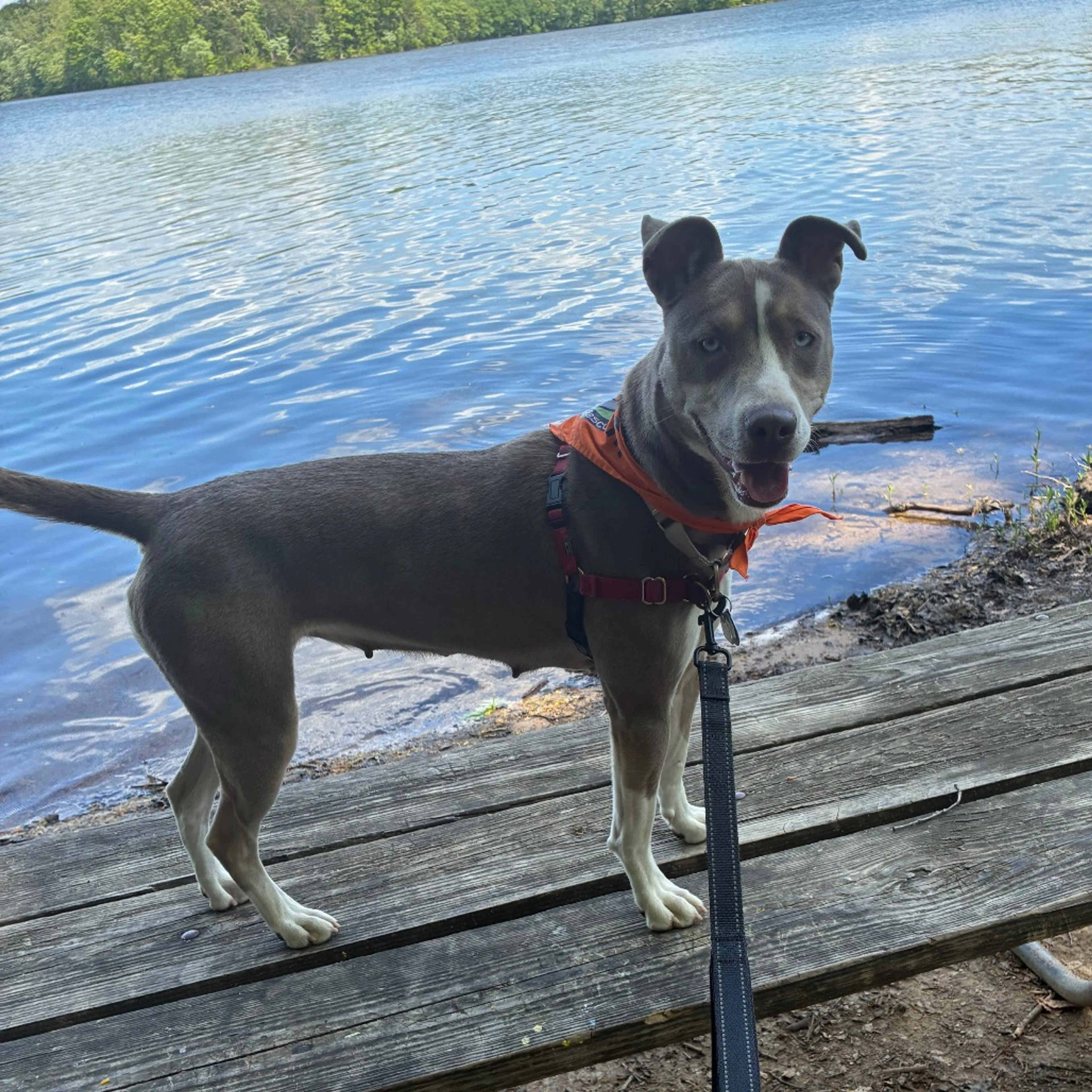 Found pet-14