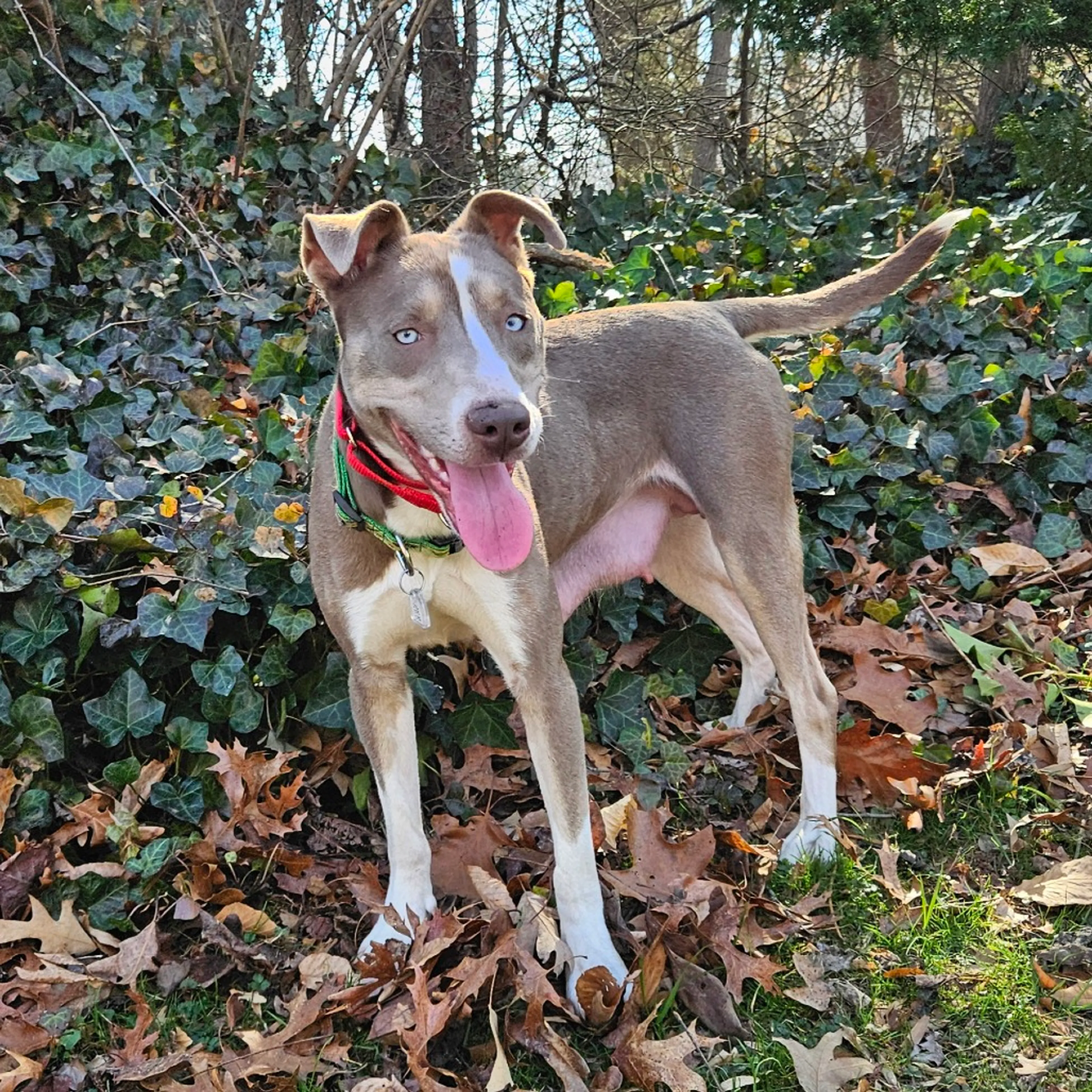 Found pet-1