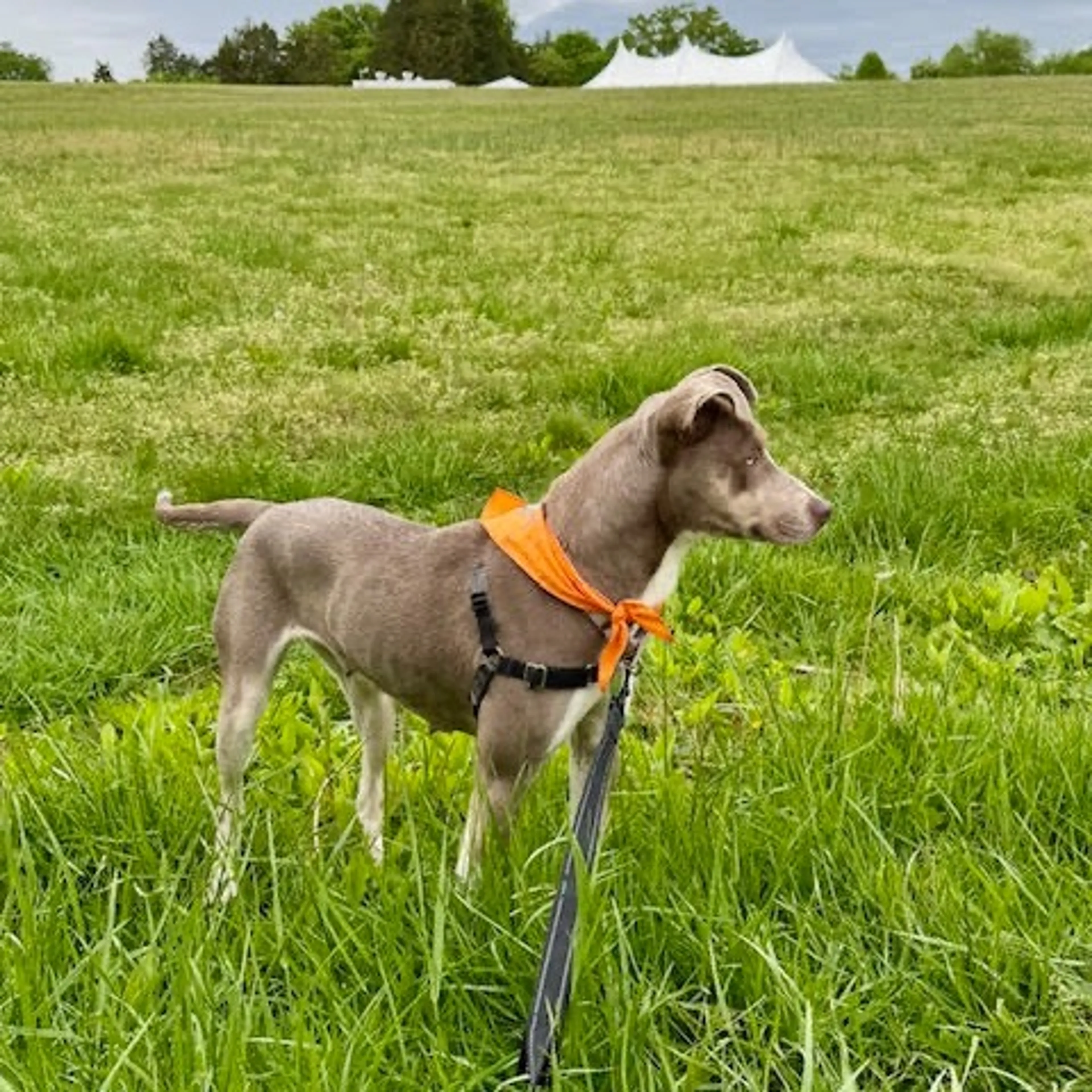 Found pet-11