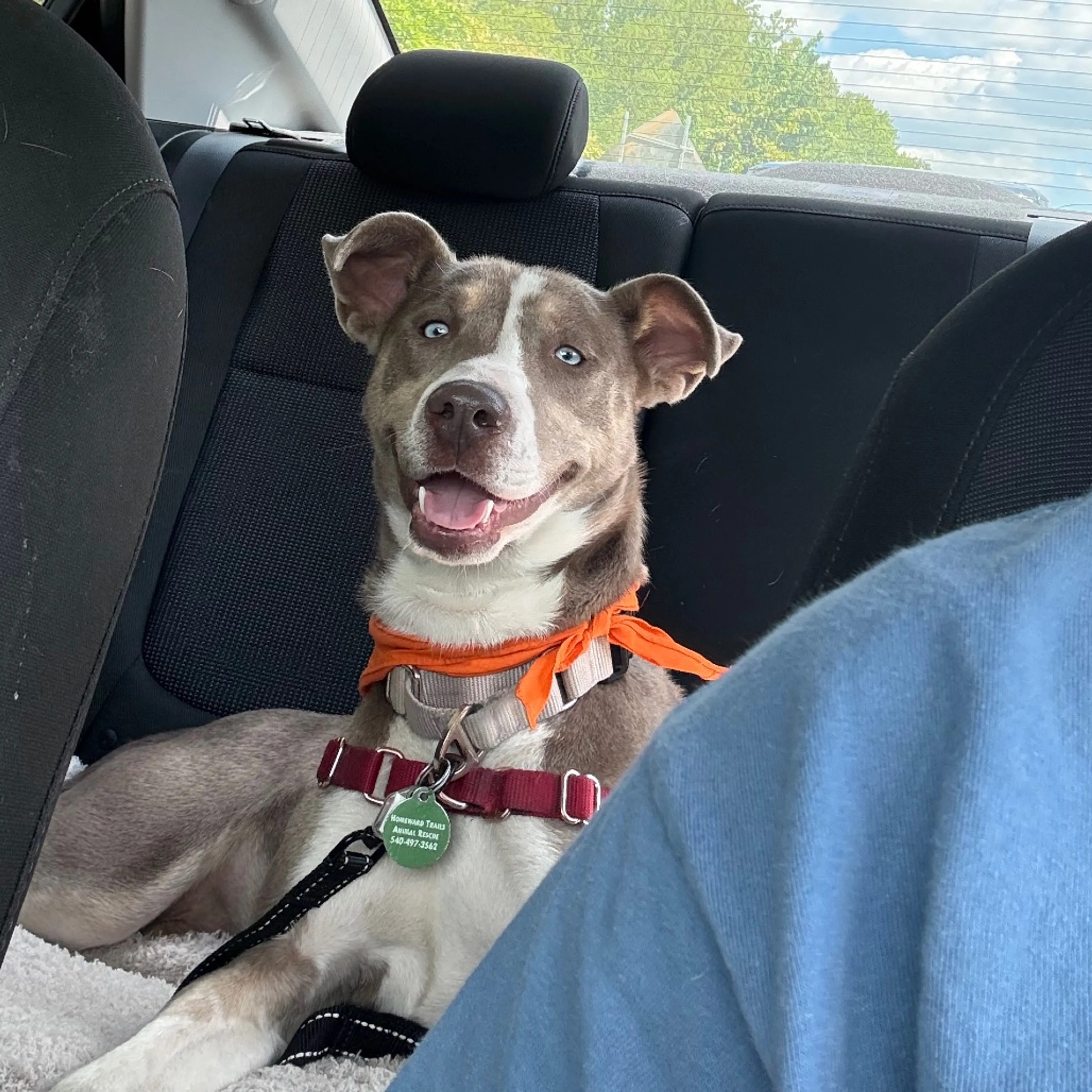 Found pet-13
