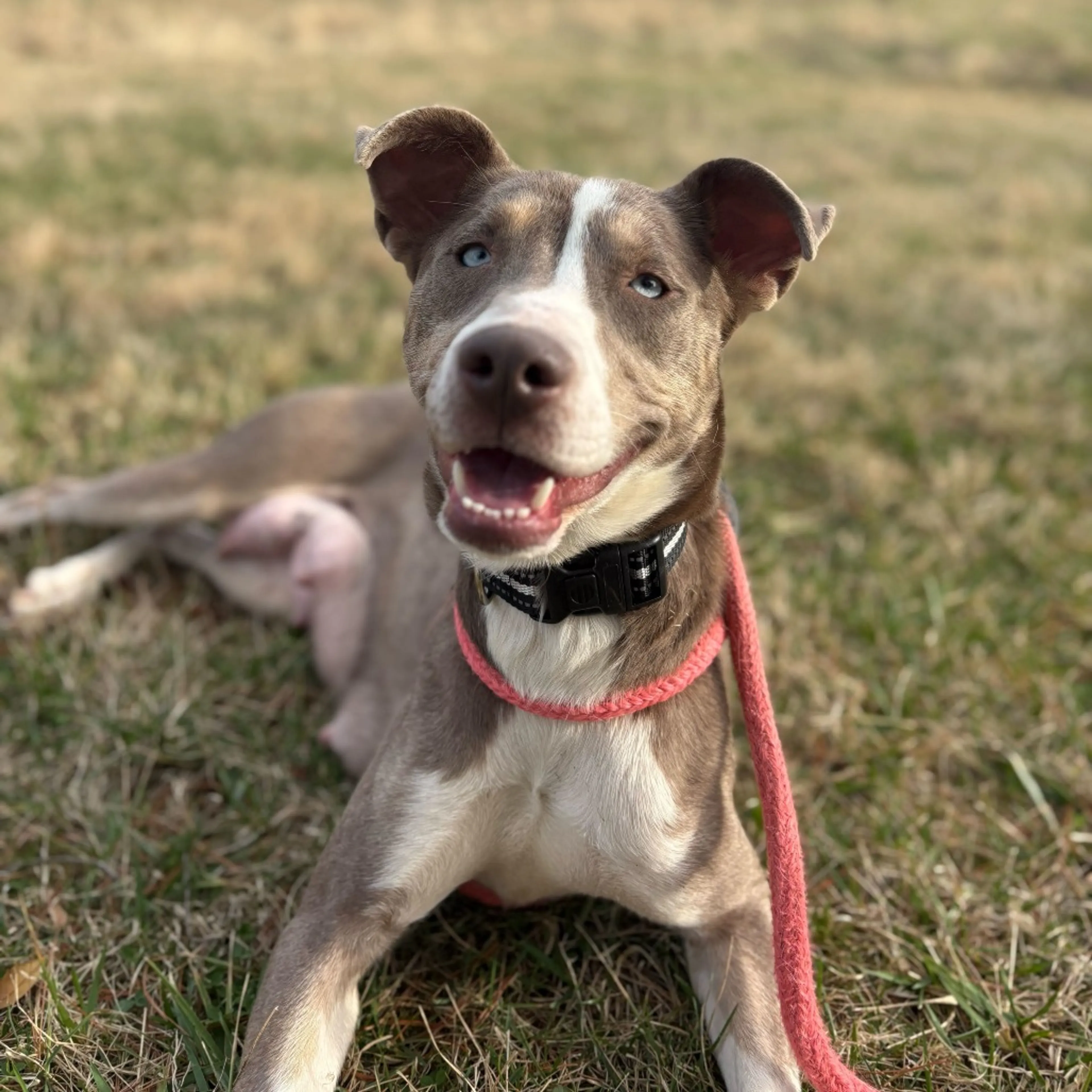 Found pet-3