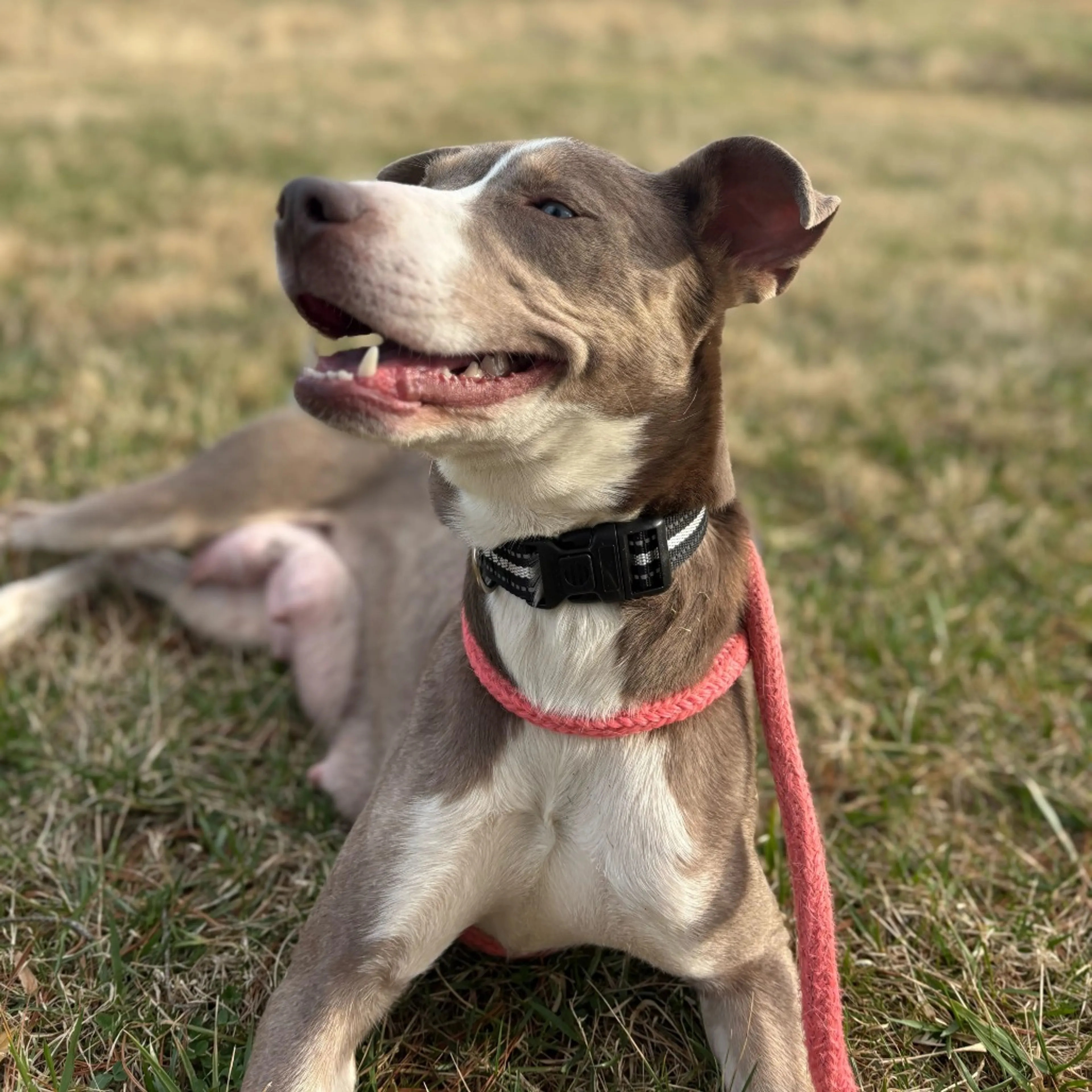 Found pet-2