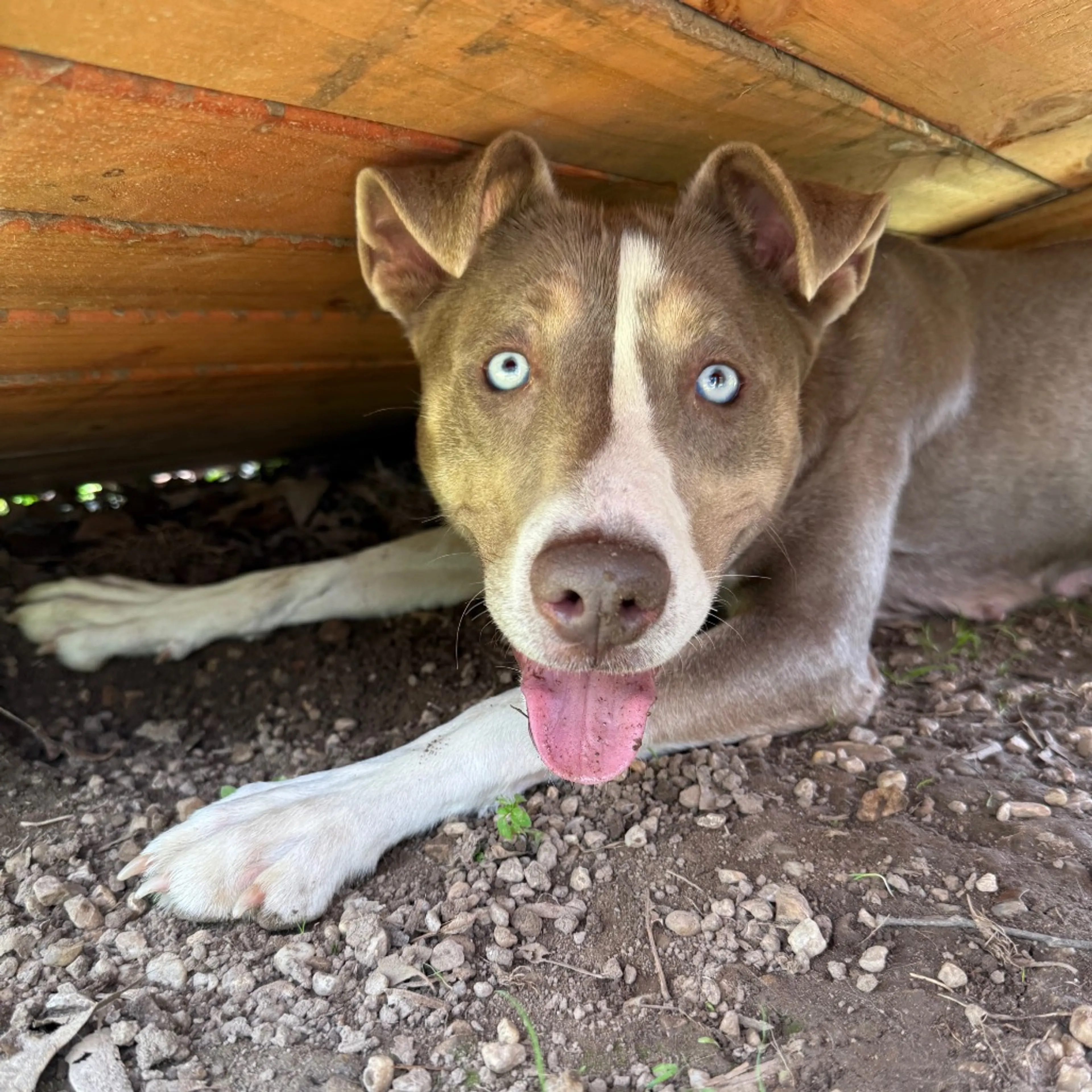 Found pet-5