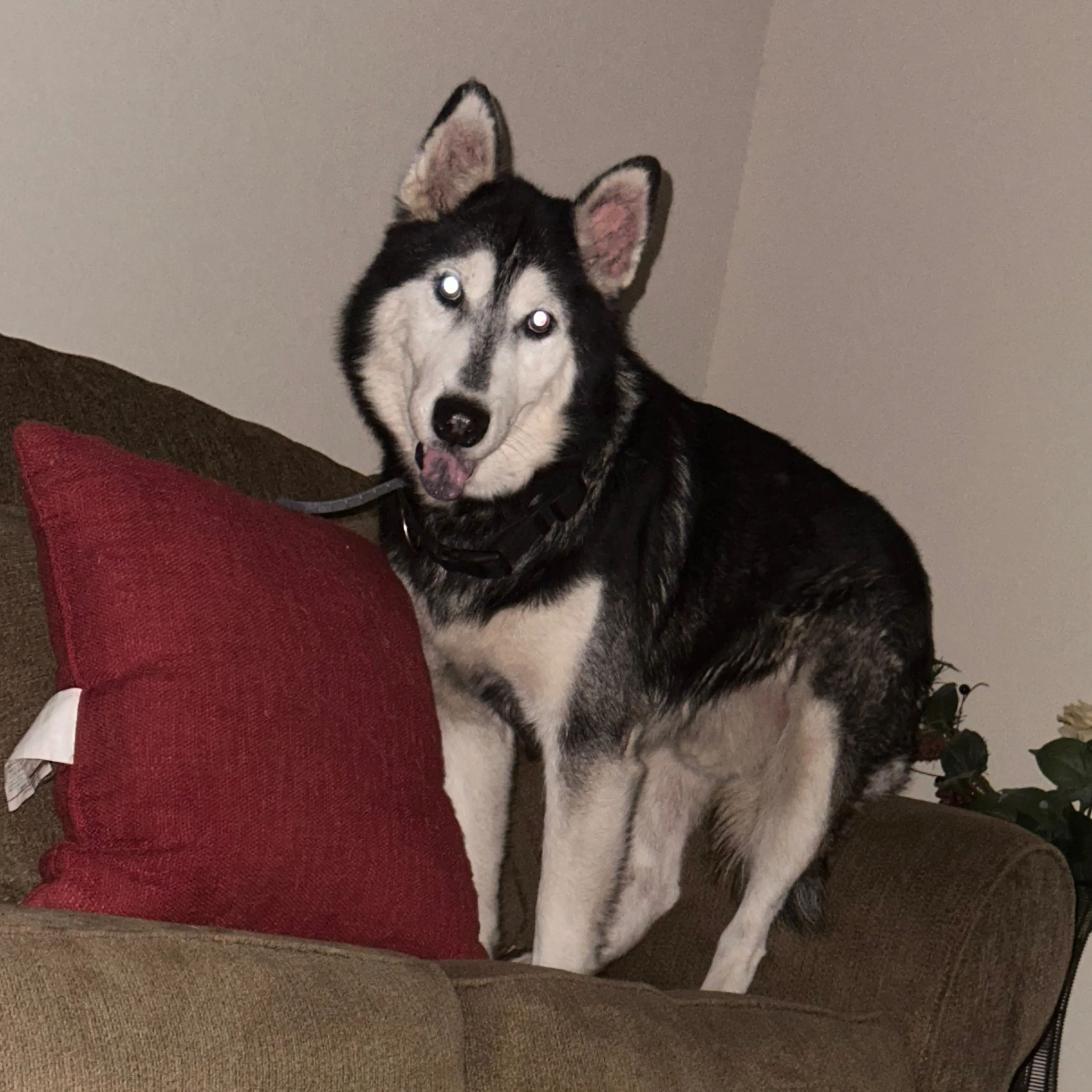 Lost pet-1
