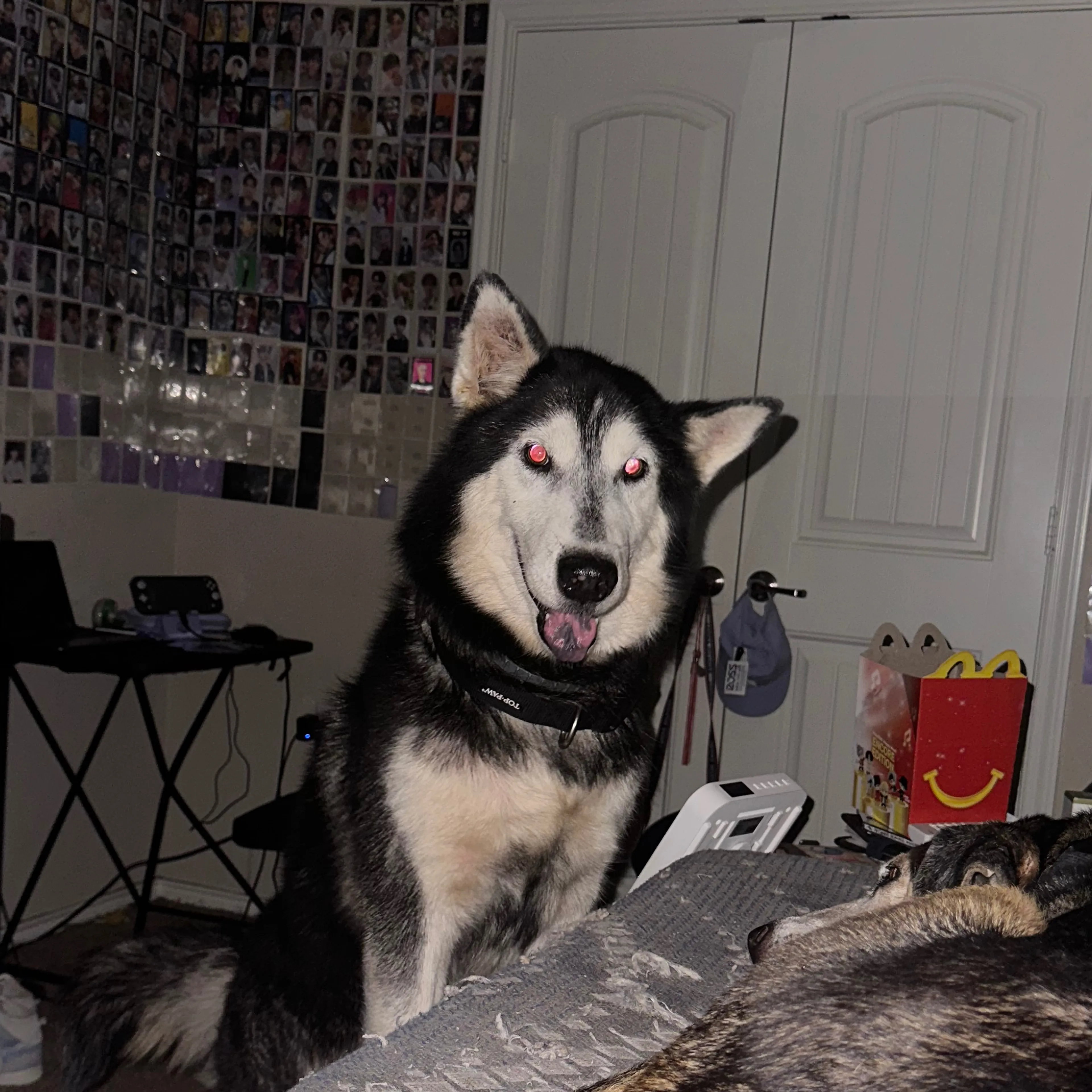 Lost pet-2