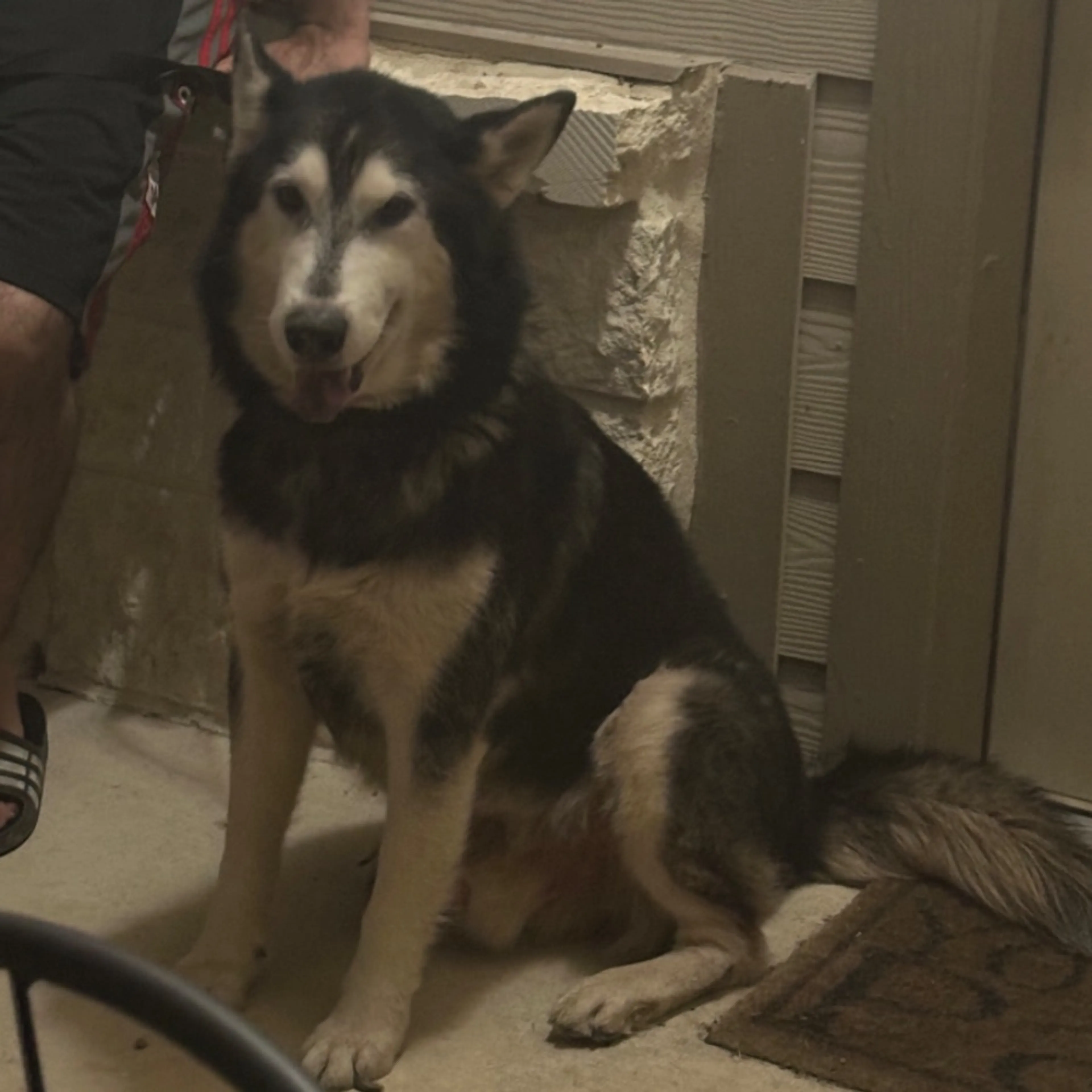 Lost pet-0