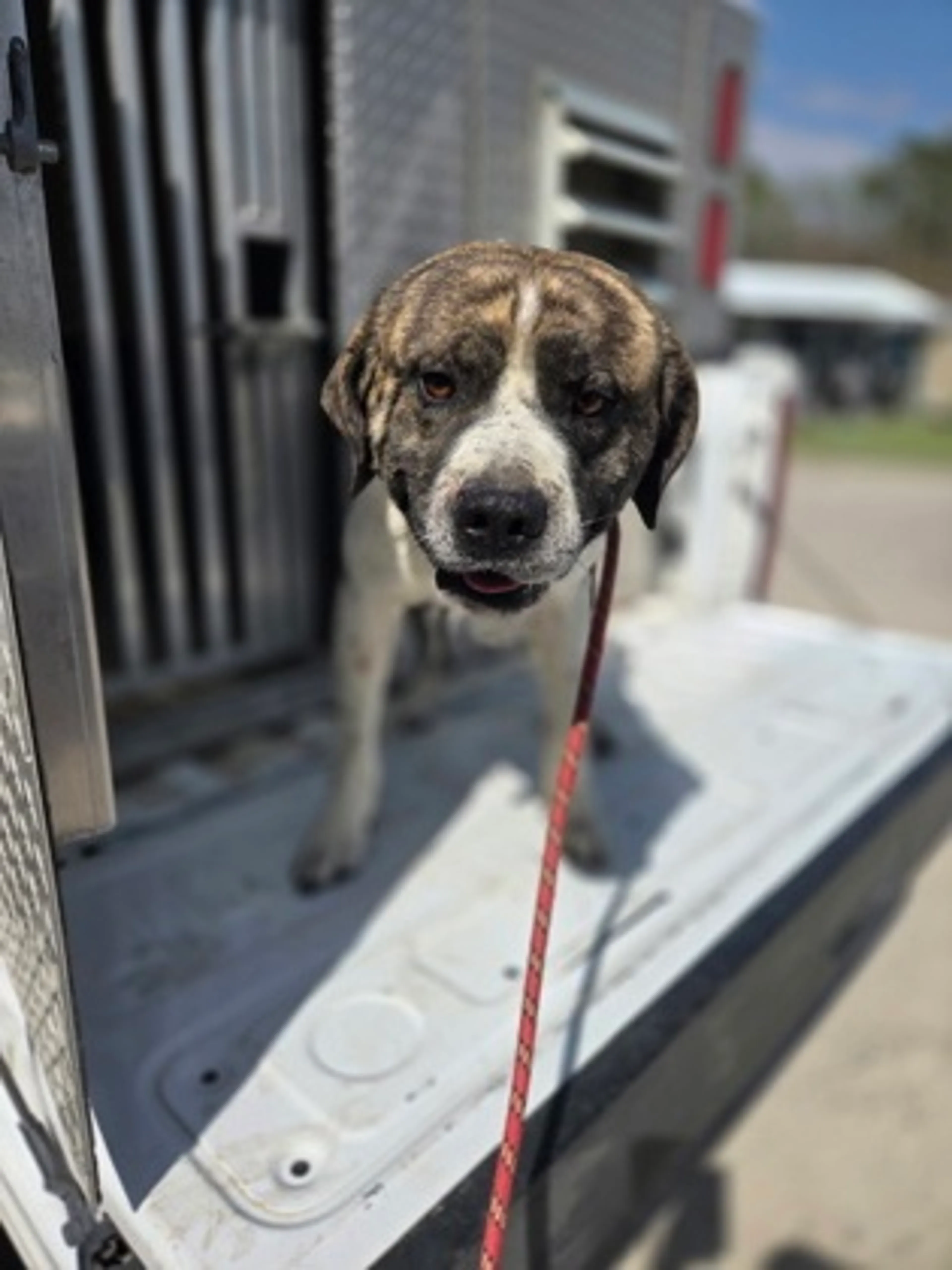 Found pet