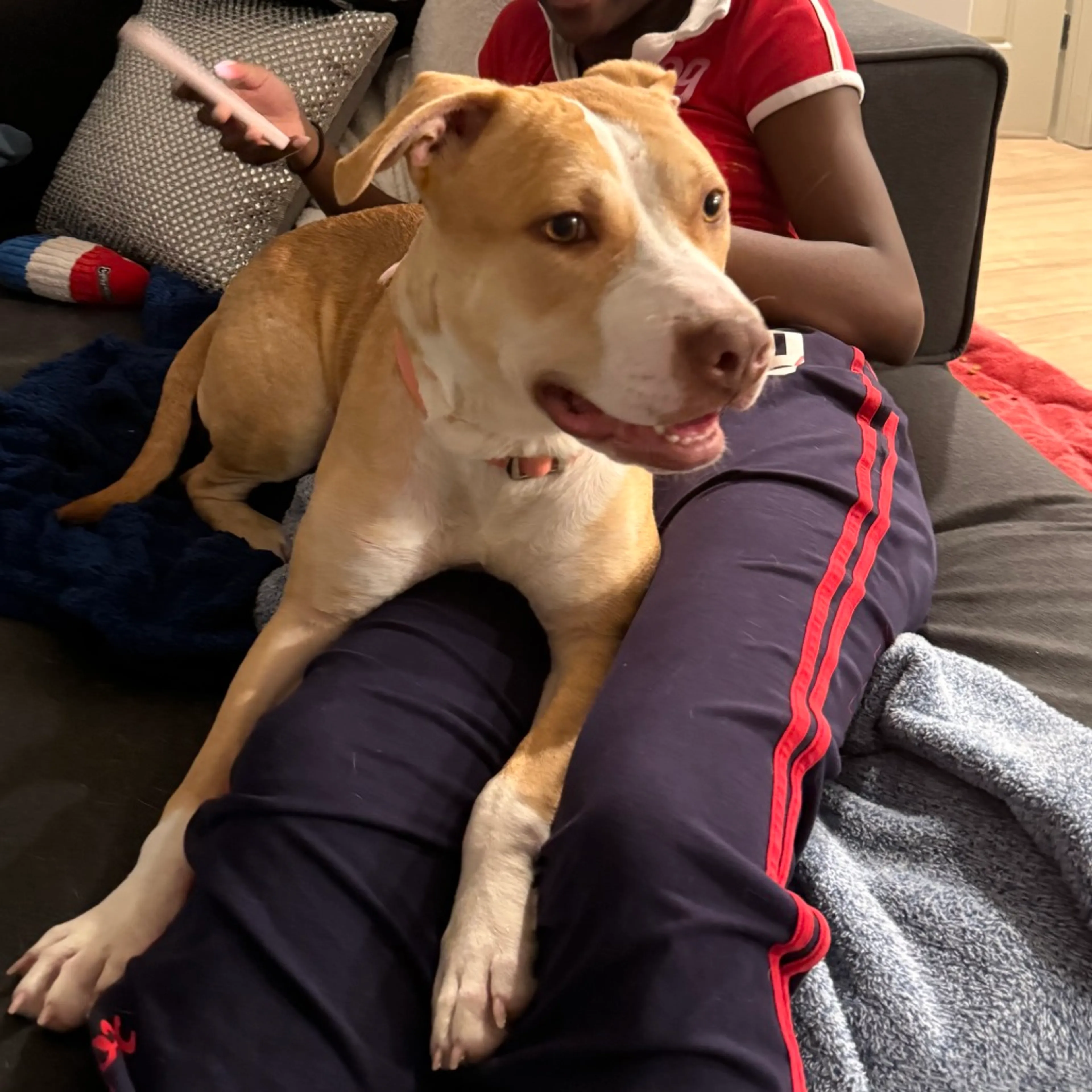 Found pet-4