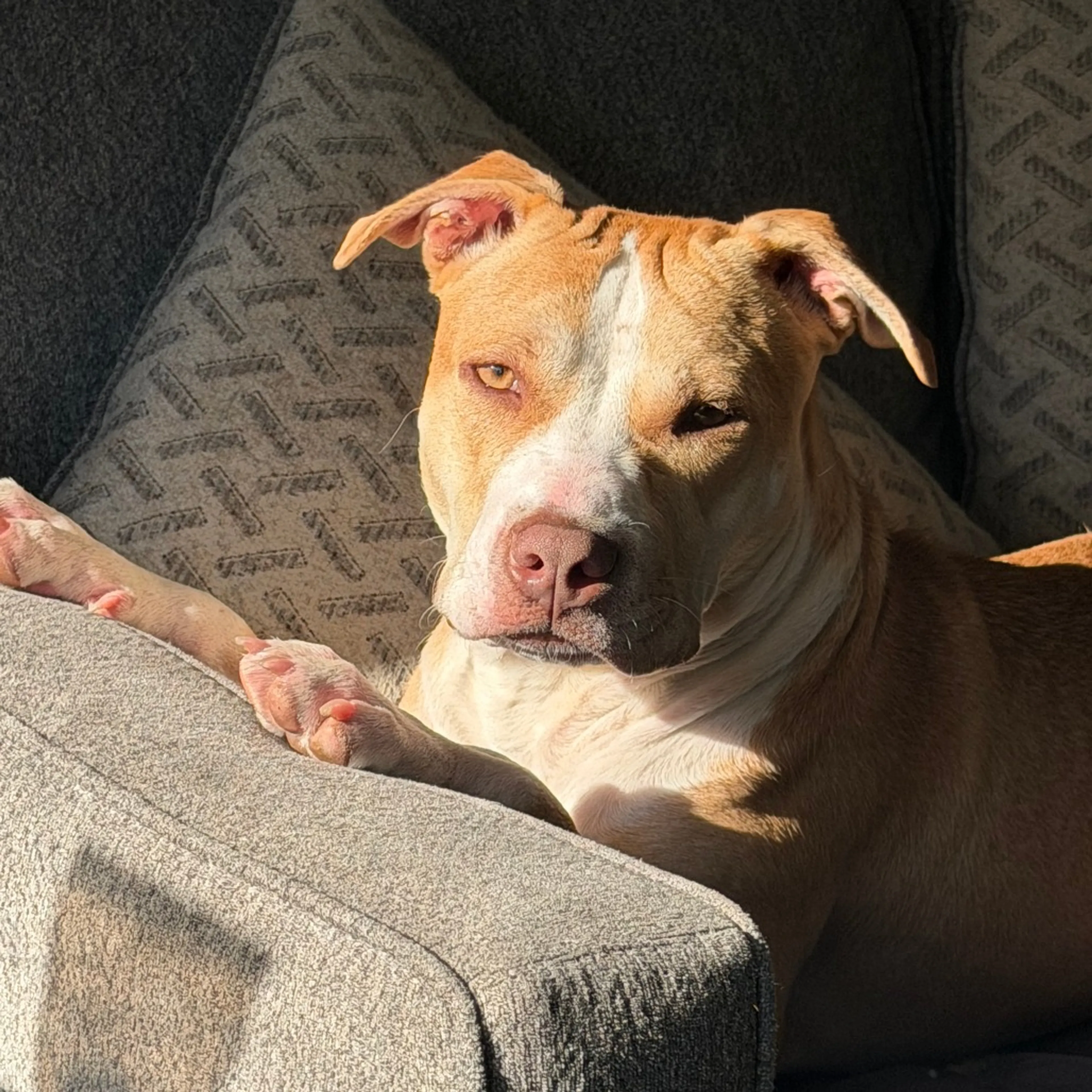 Found pet-8