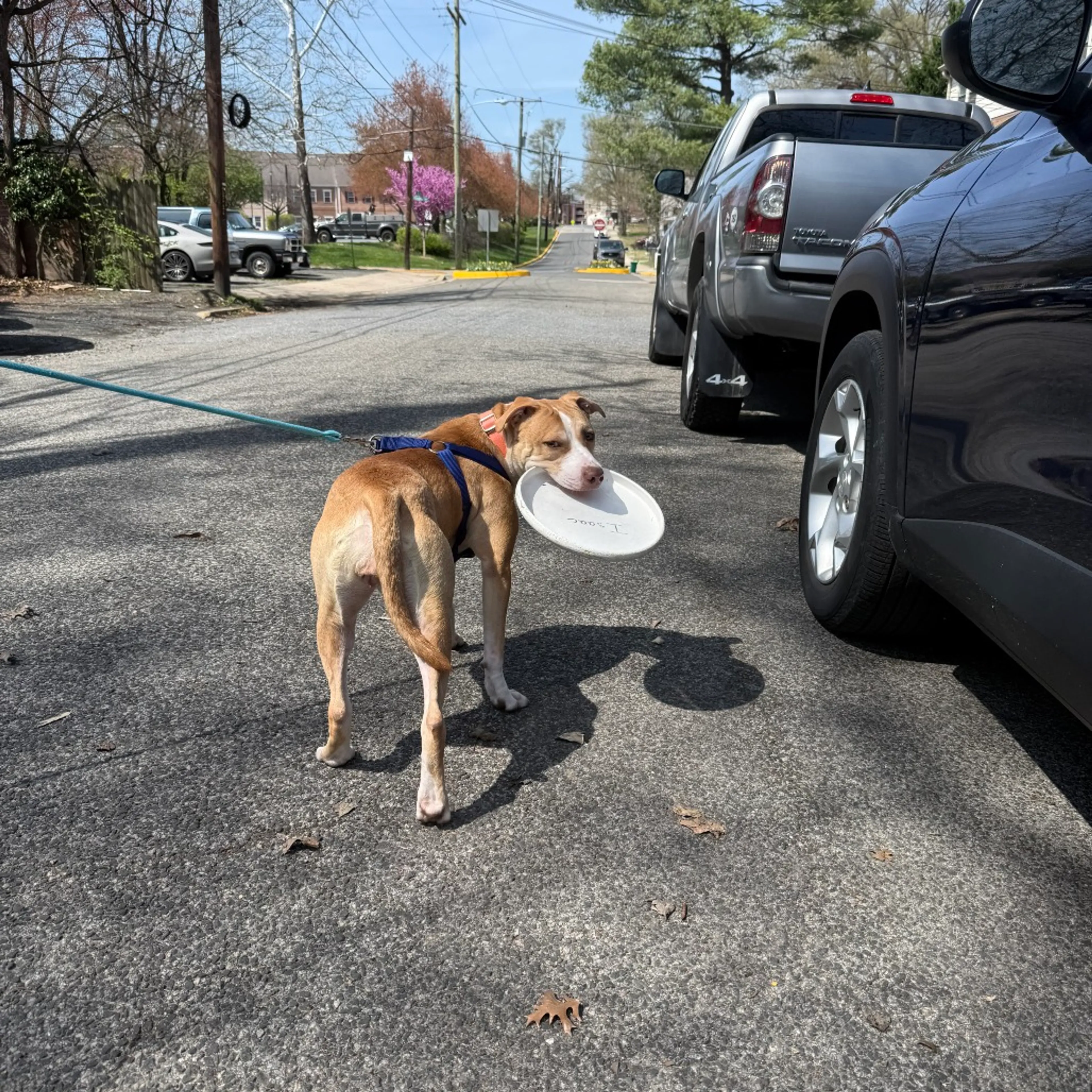 Found pet-1