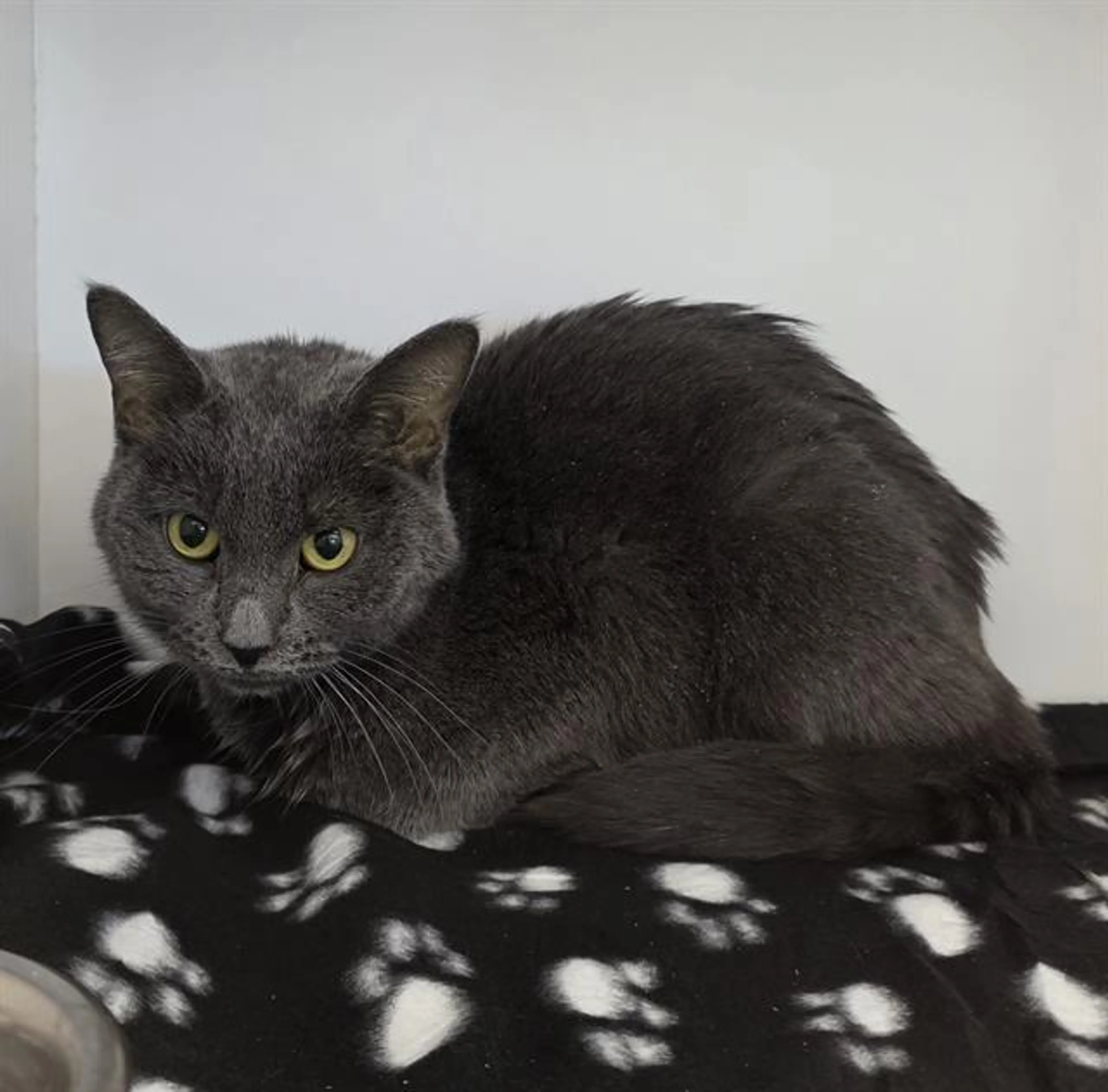 Found pet