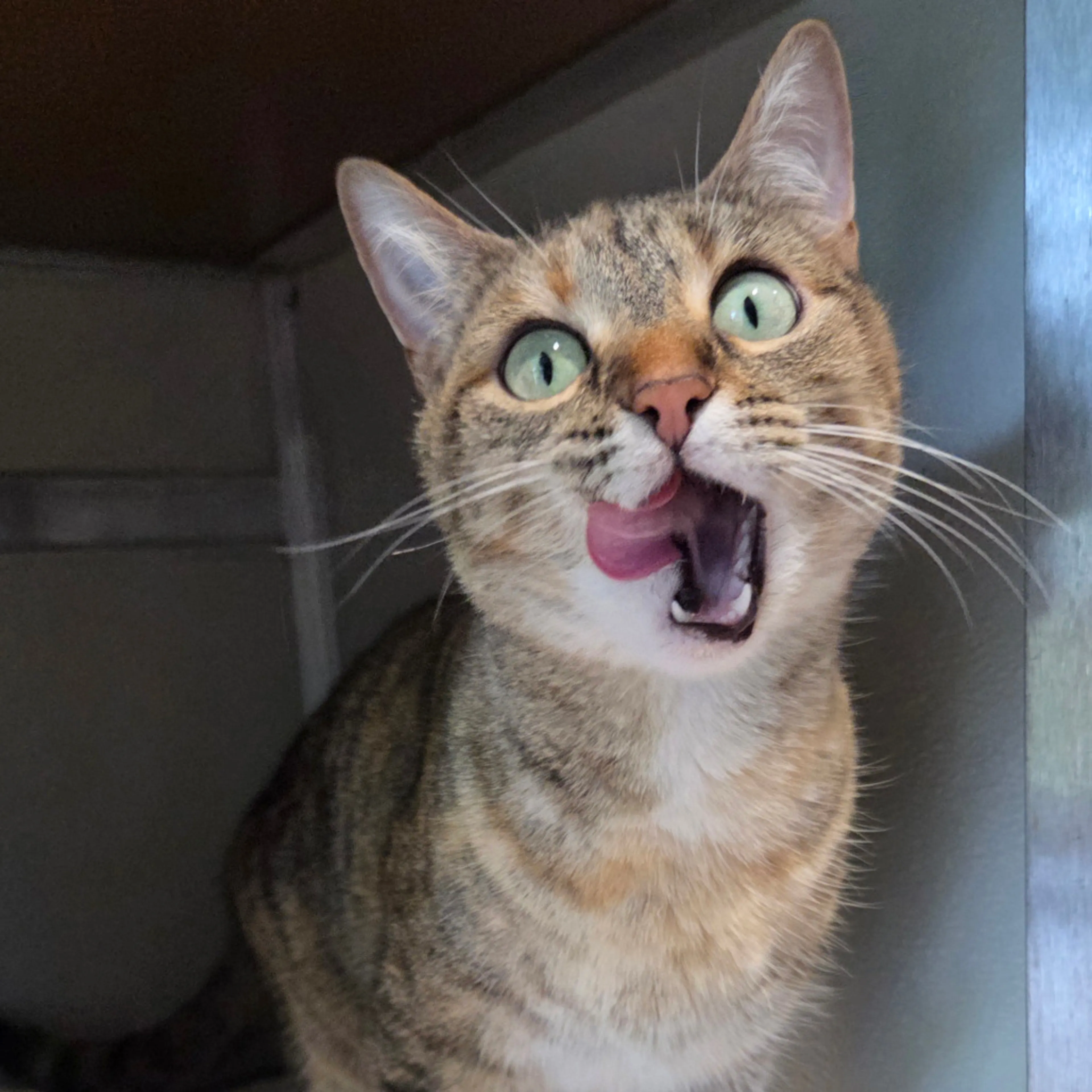 Found pet-2