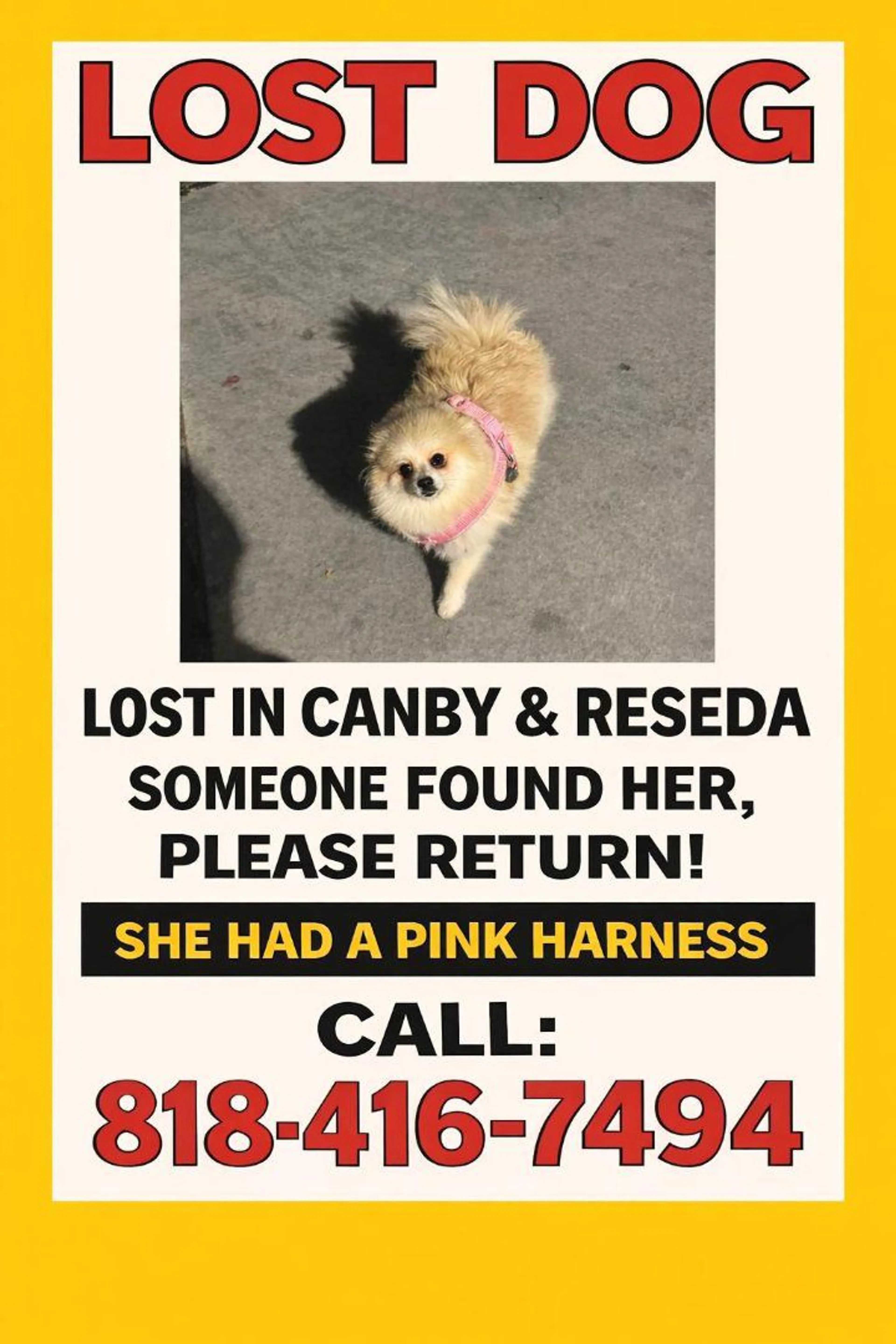 Lost pet-3