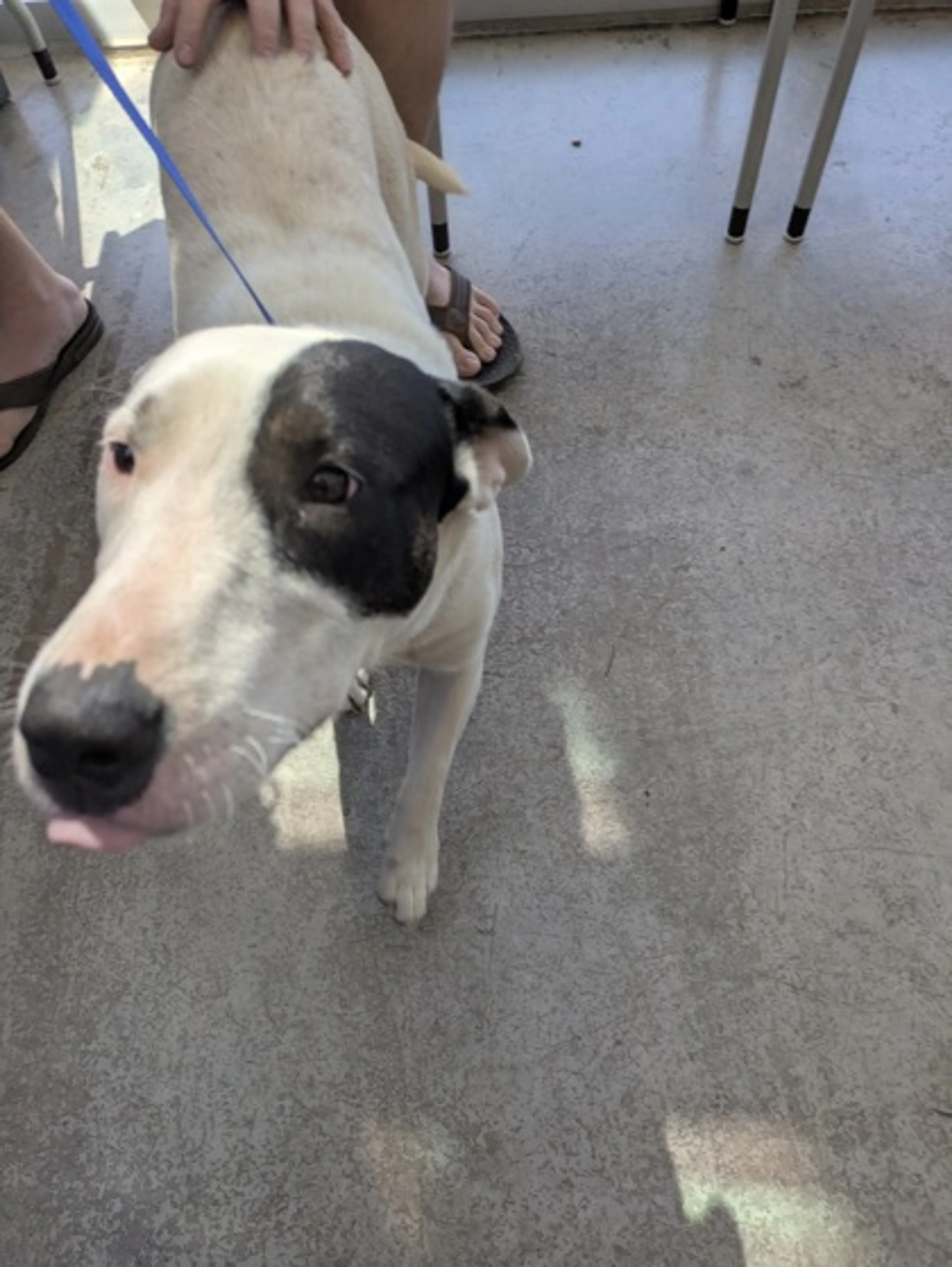 Found pet