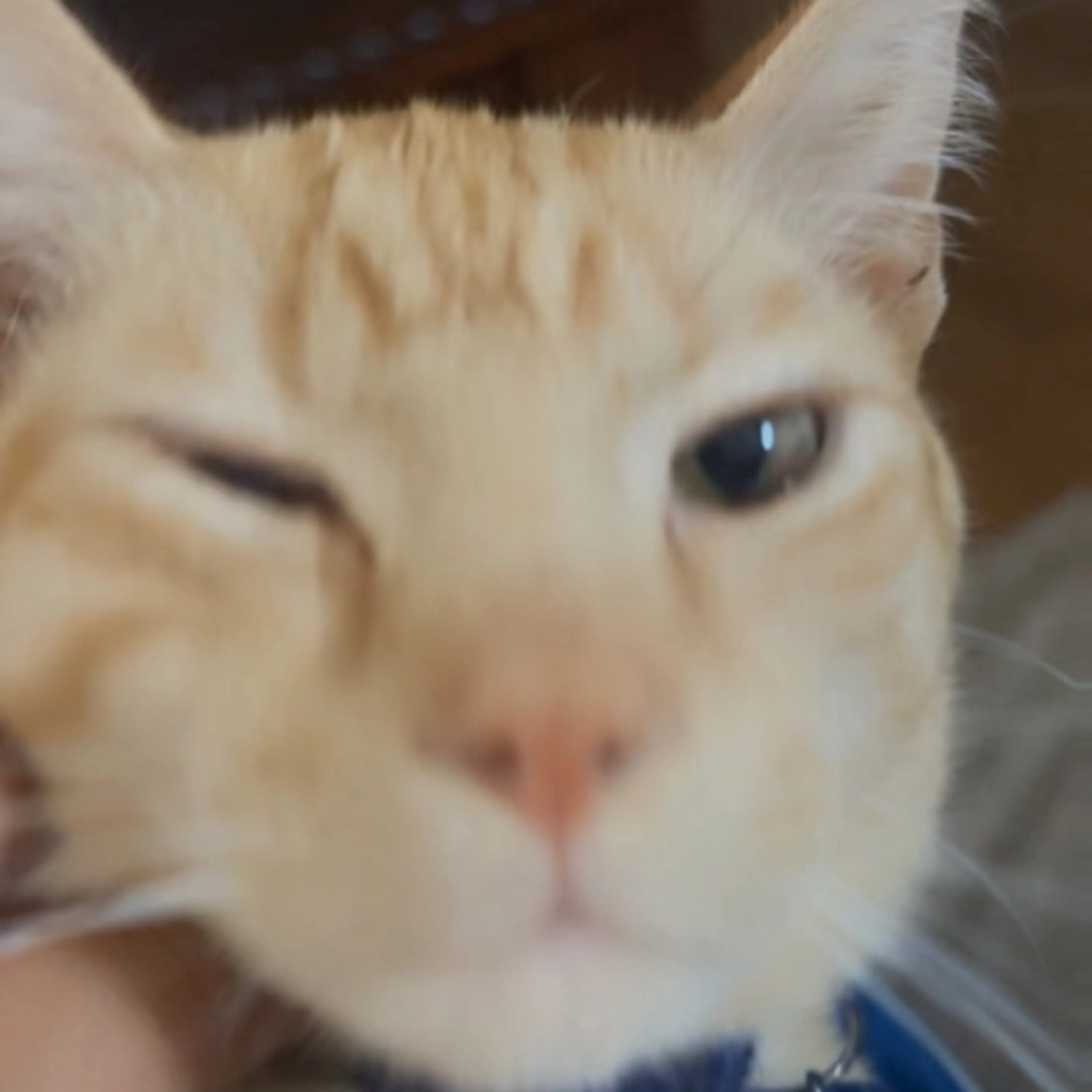 Lost pet