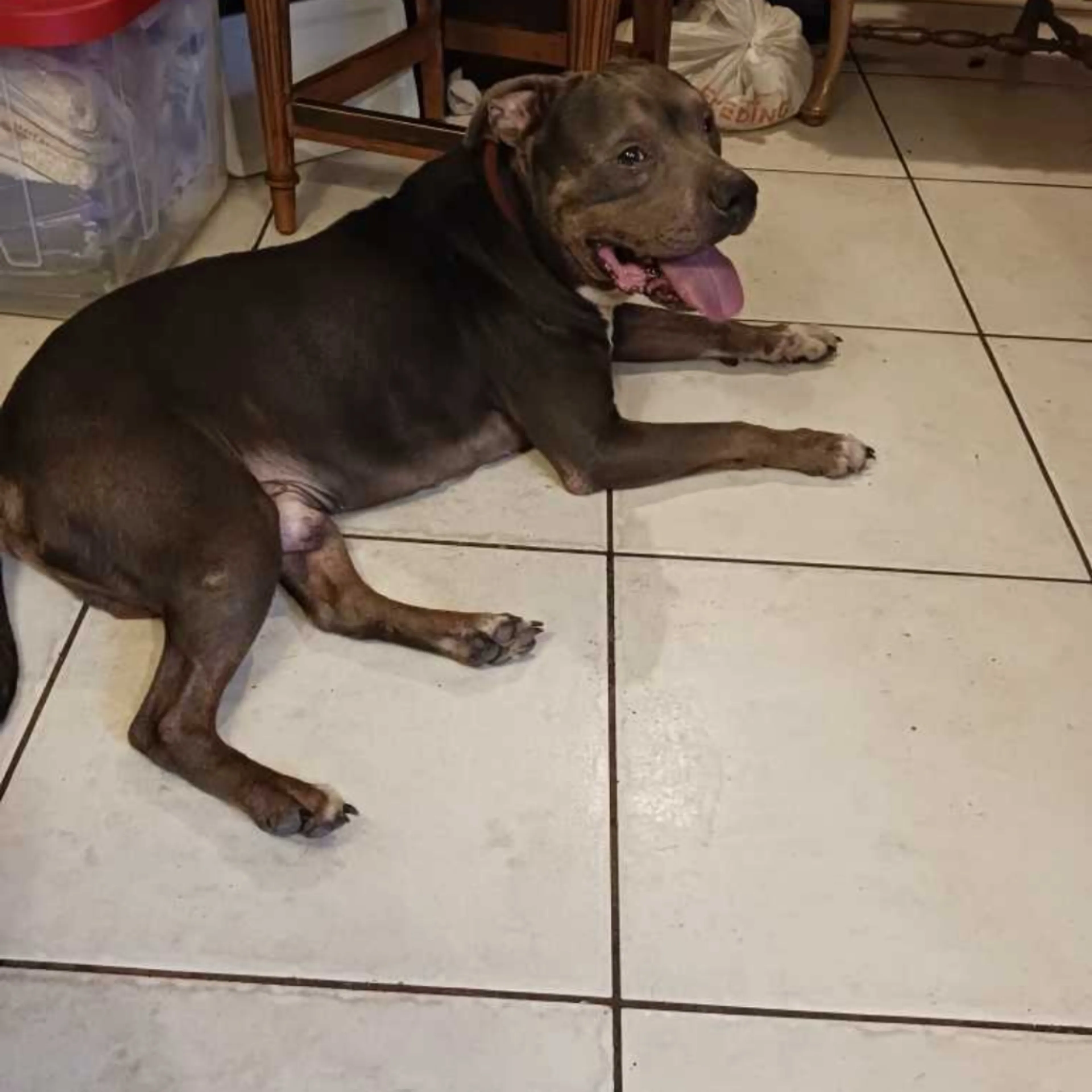Found pet-1
