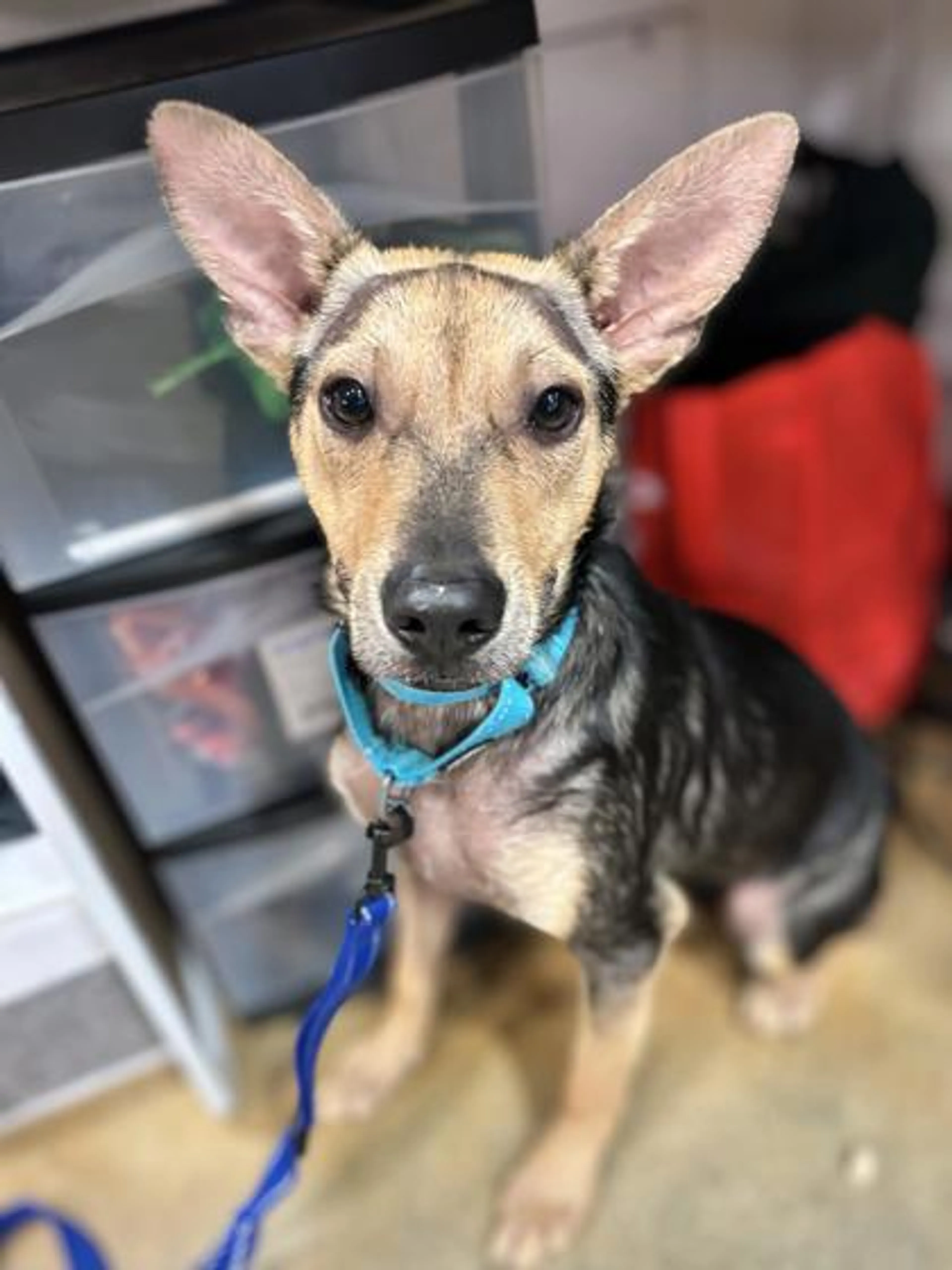 Found pet