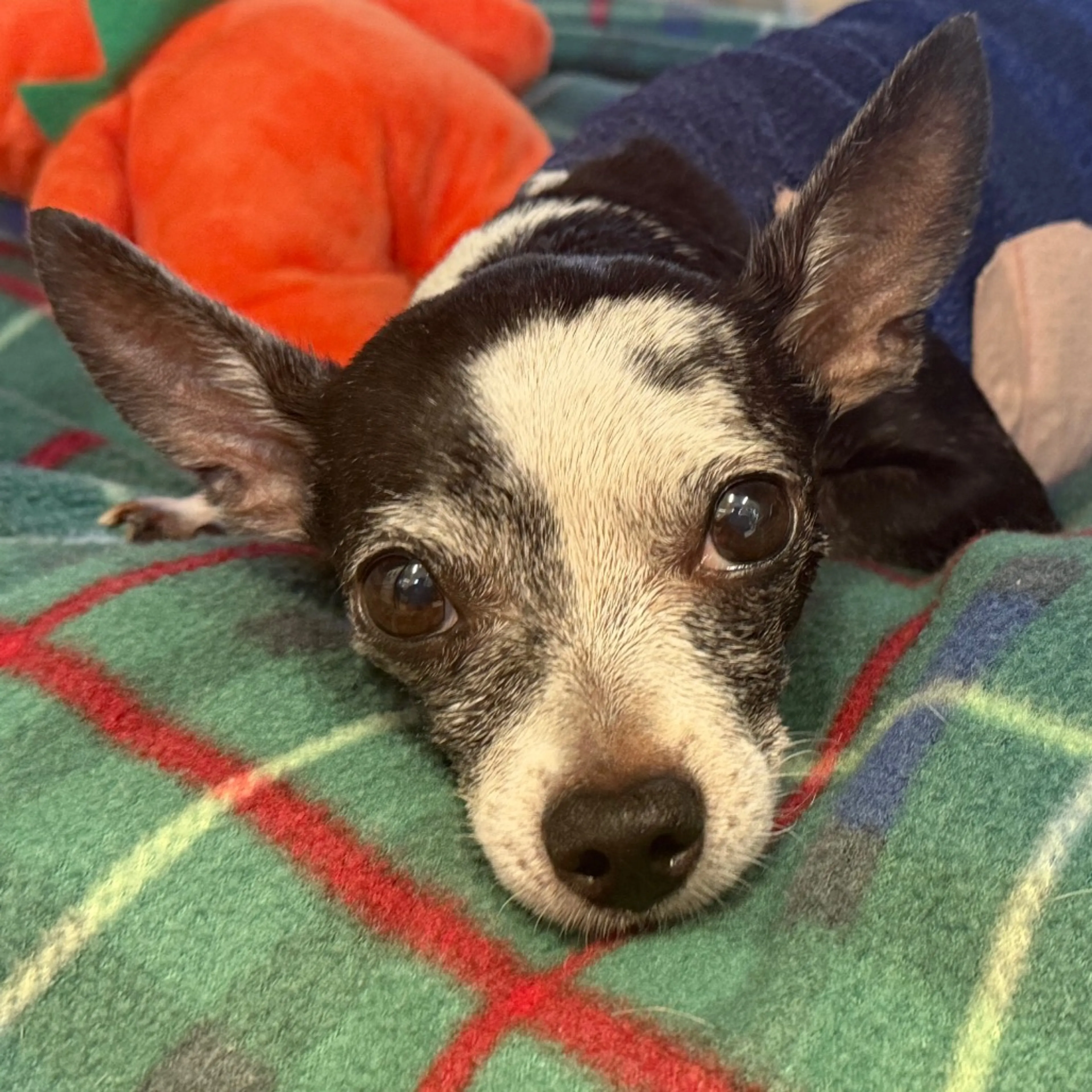Found pet-2