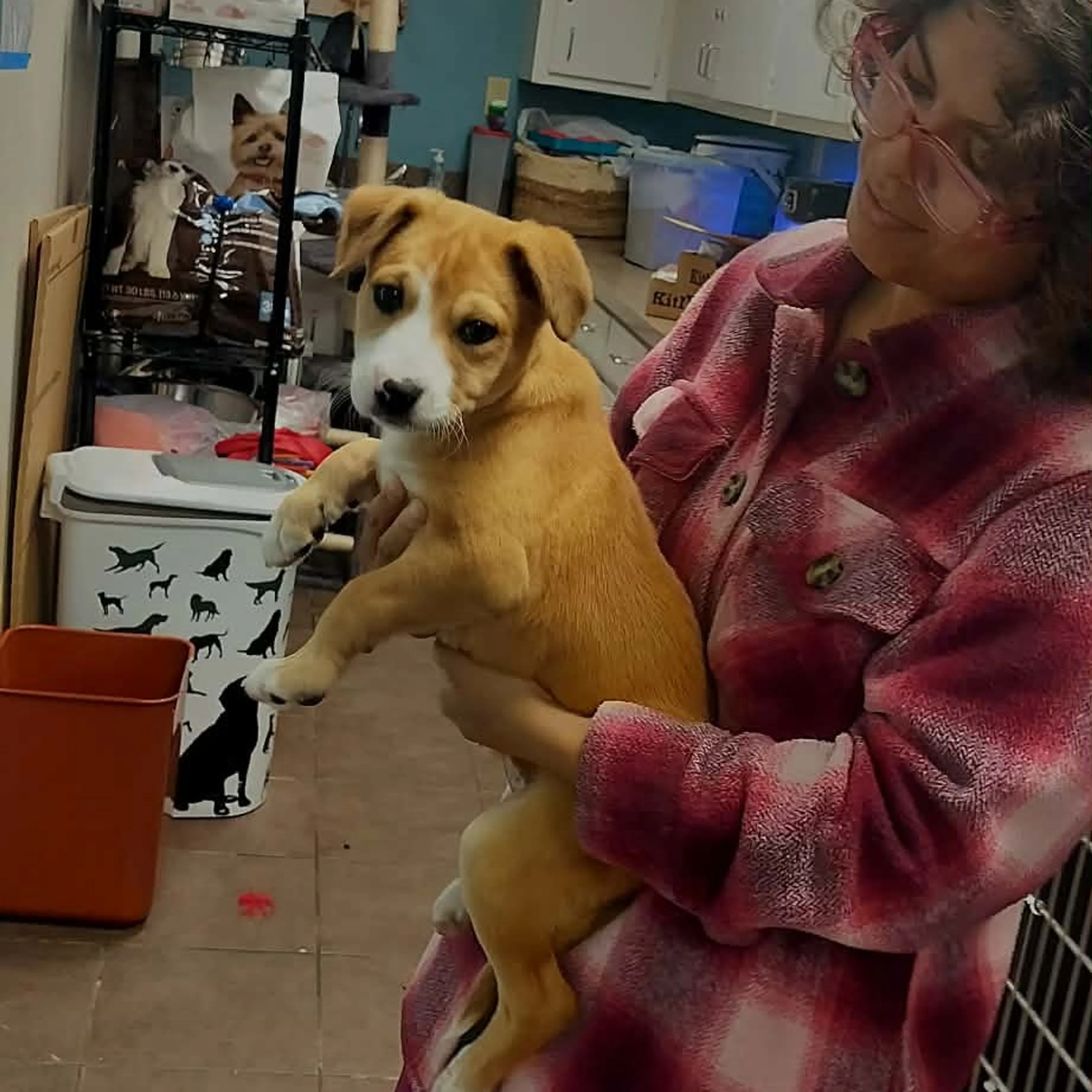 Found pet
