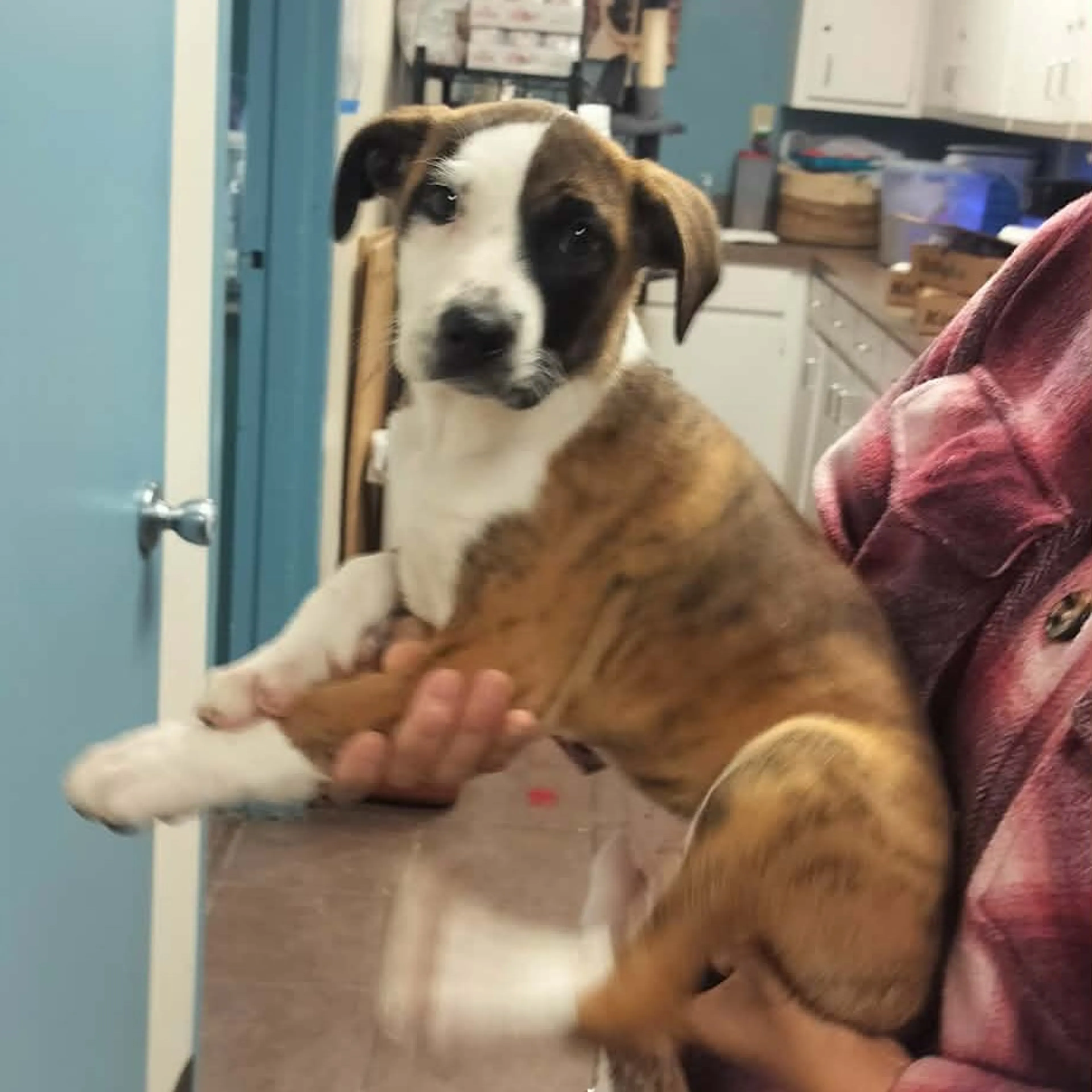 Found pet-1