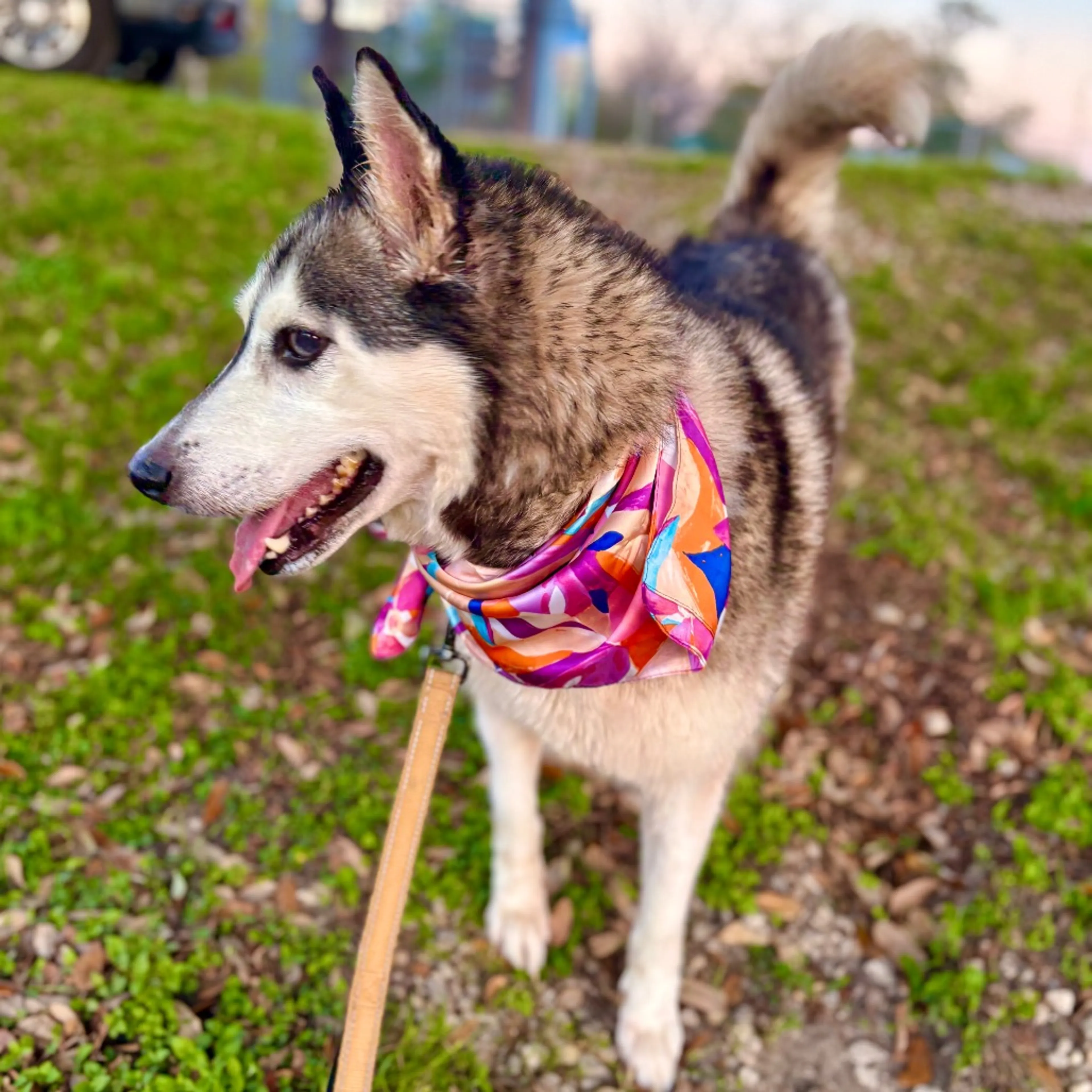 Found pet-5