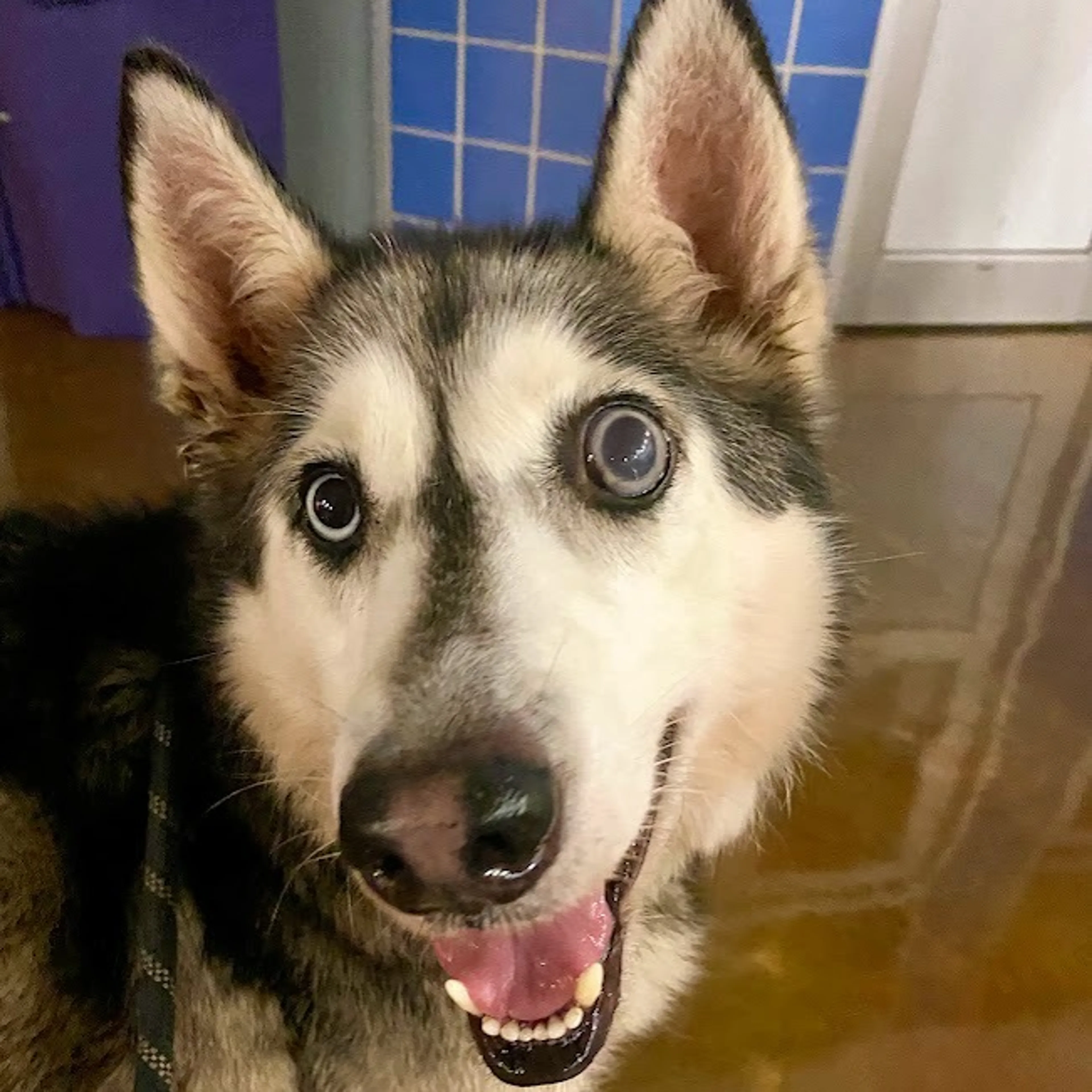 Found pet-1