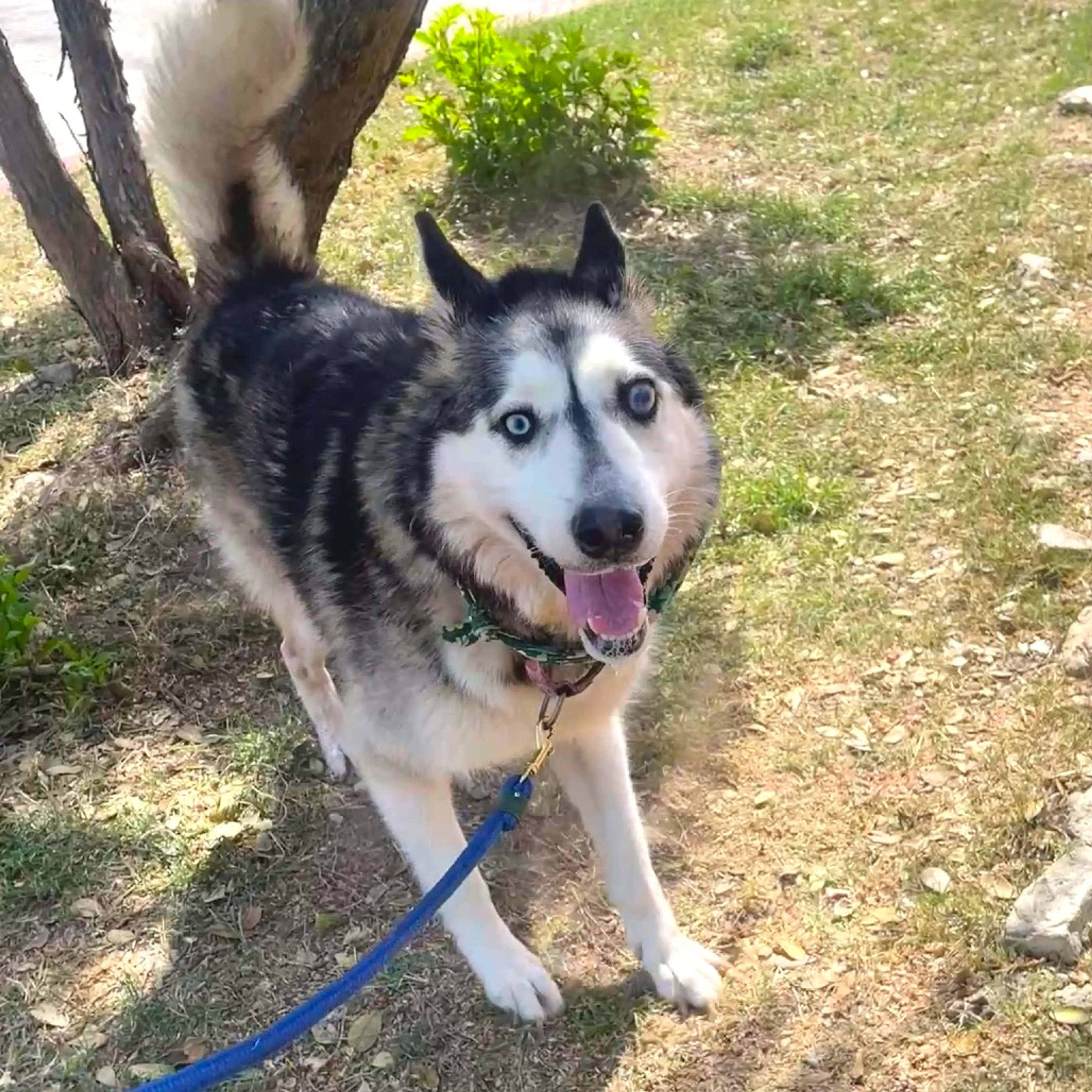 Found pet-9