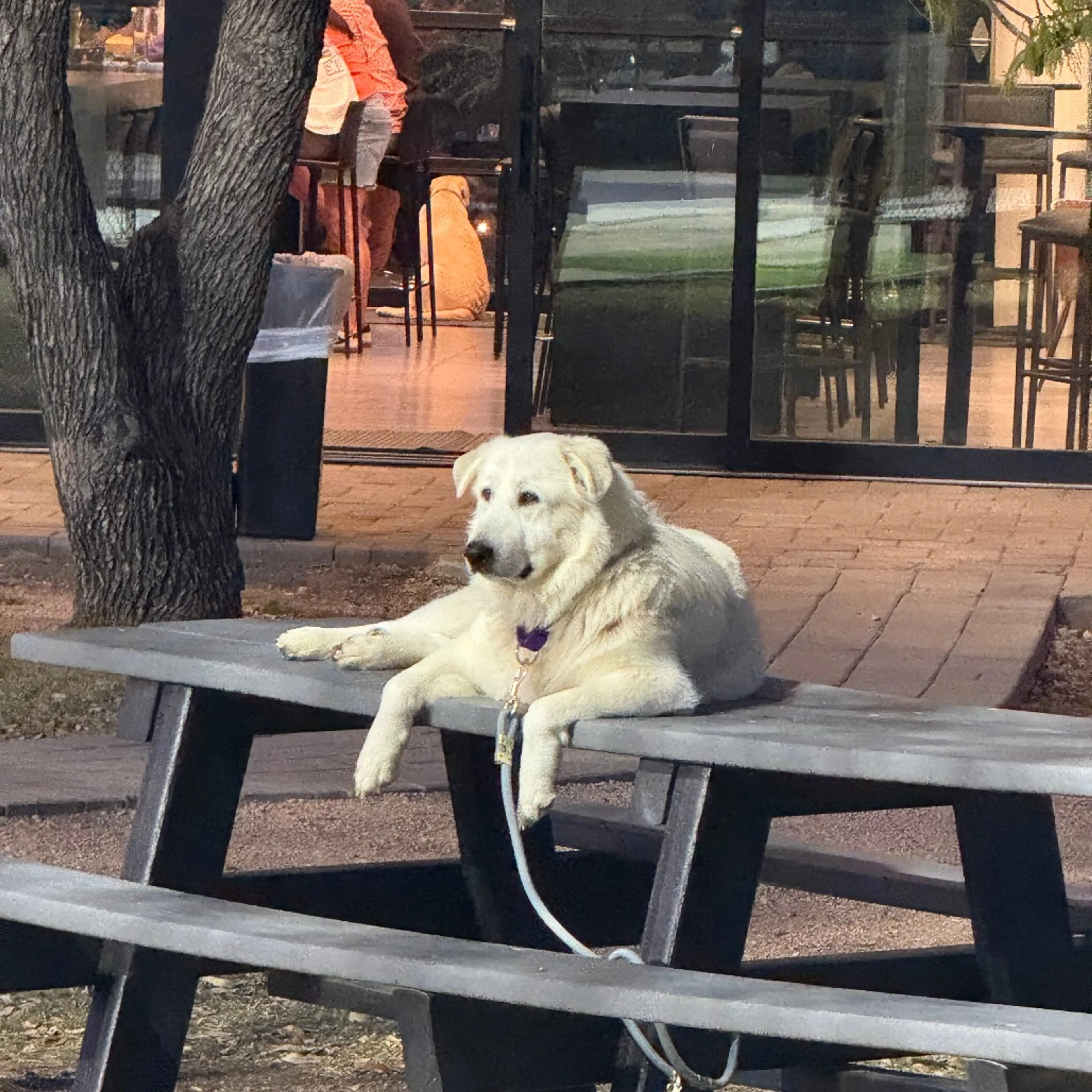 Found pet-16