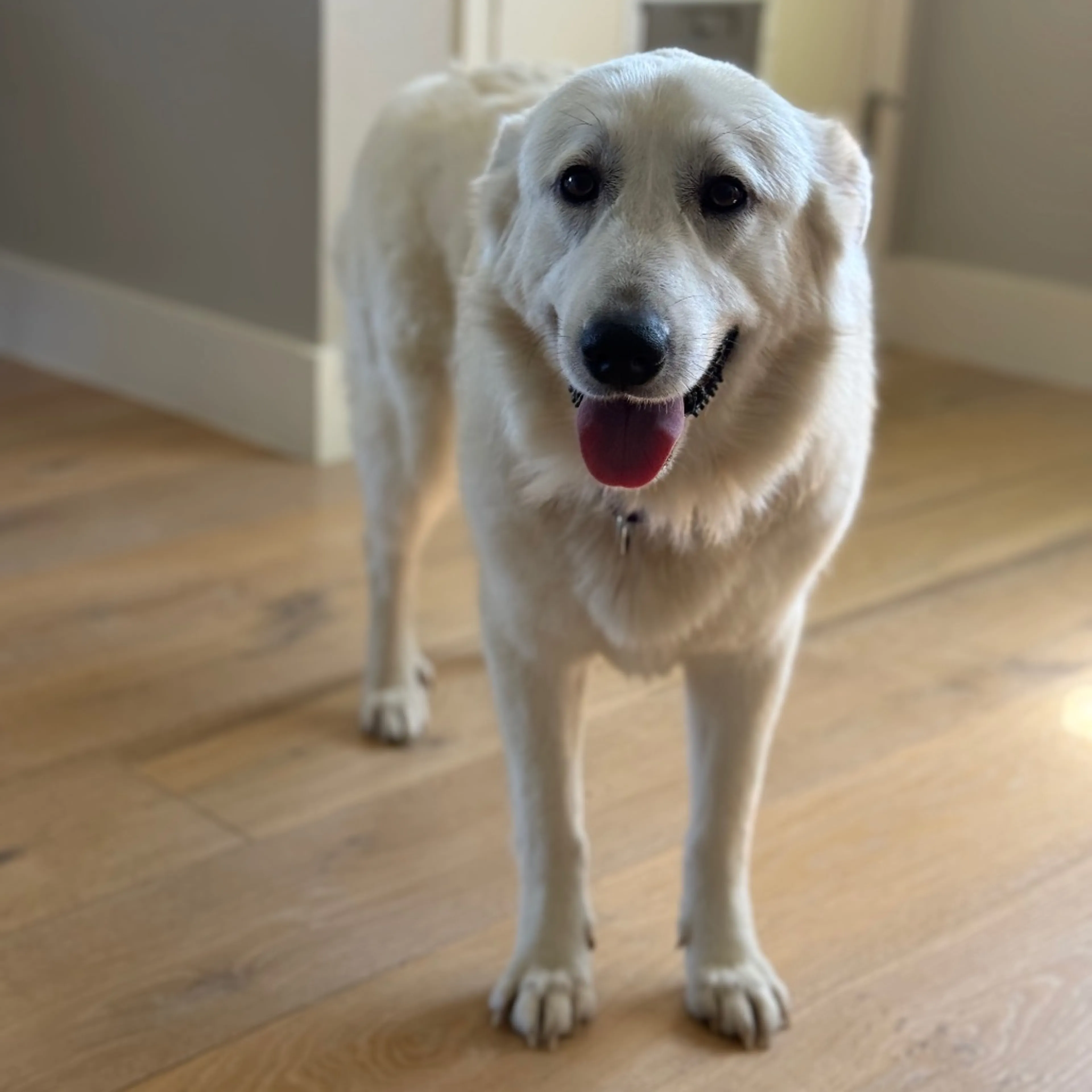 Found pet-10